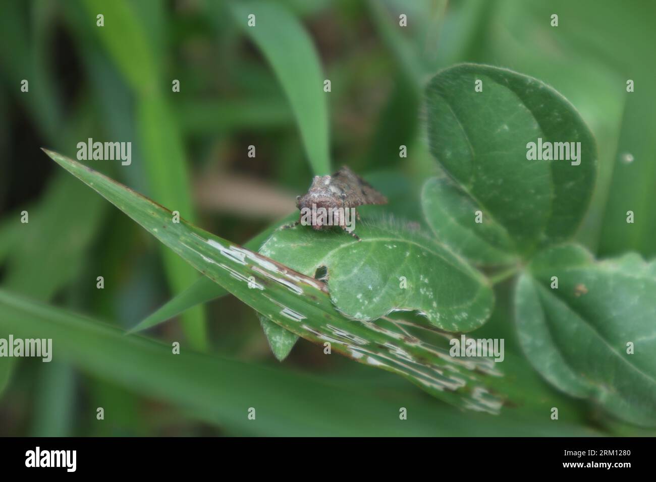 Vista frontale ad alto angolo di una falena di cavolo (Trichoplusia Ni) seduta su una foglia in un'area selvaggia Foto Stock