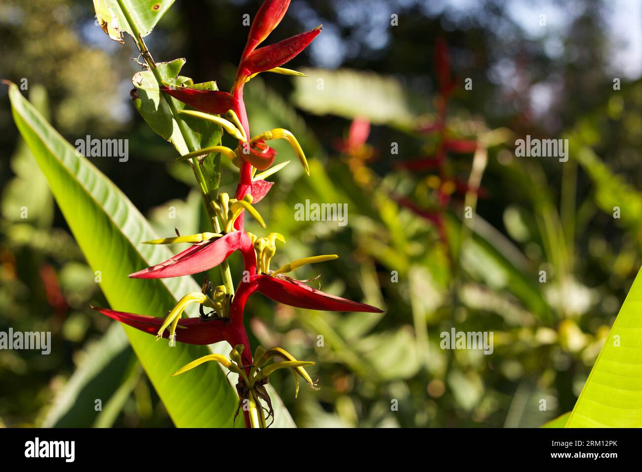 Un uccello rosso del paradiso fiore nella Huntington Library and Garden di San Marino, CALIFORNIA Foto Stock