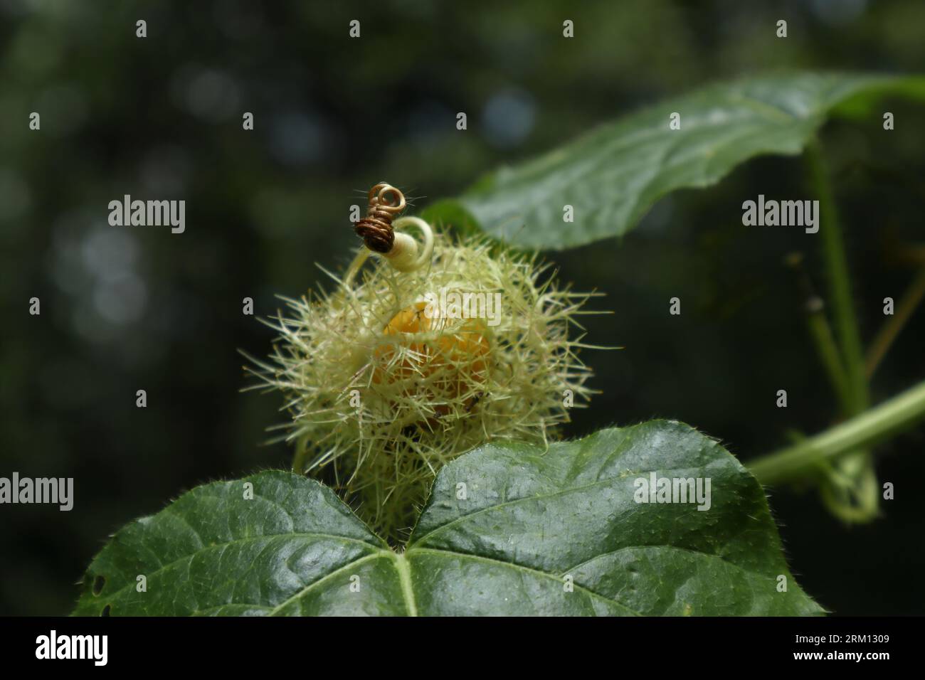 Vista di un puzzolente frutto di passionflower (Passiflora Foetida) maturo con una copertura di frutta pelosa che lo circonda Foto Stock