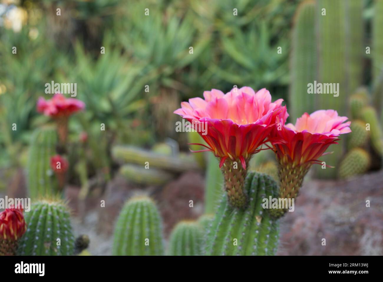 Un fiore di cactus rosa nella Huntington Library and Botanical Gardens Foto Stock