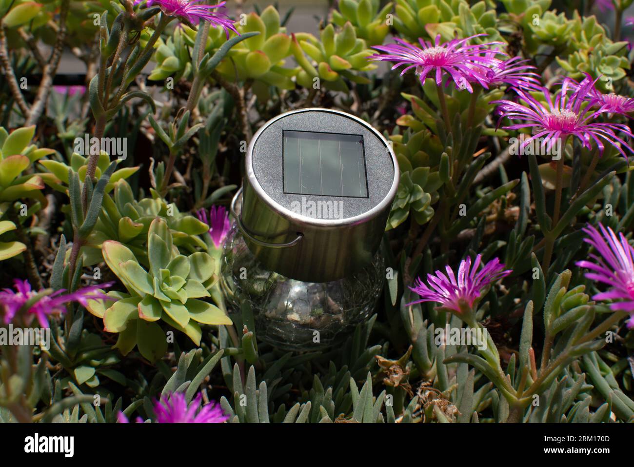 pannello solare nei fiori, idea concettuale sull'energia solare e il suo uso sempre più diffuso, strumento che combina energia pulita e libera con la tecnologia. Foto Stock