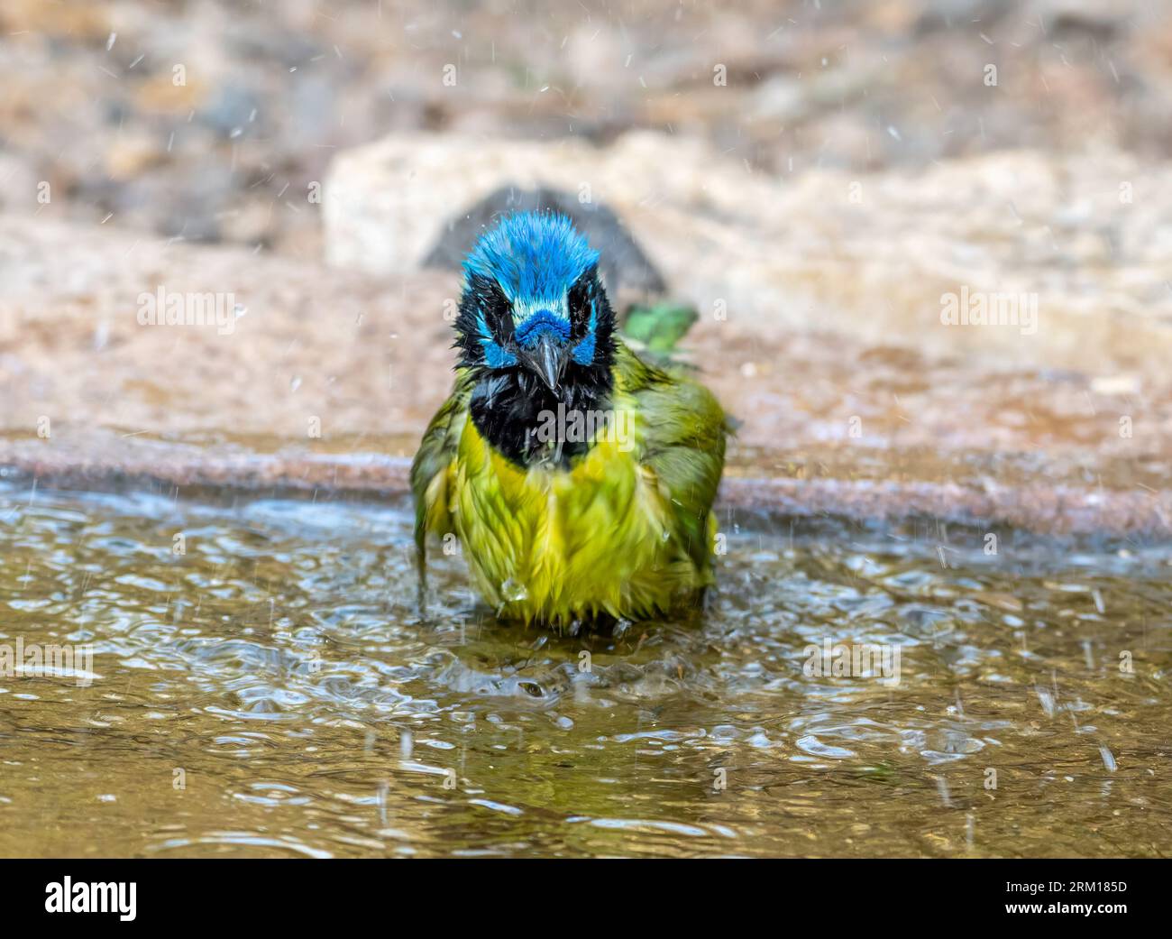 Una splendida ghiaia verde che fa il bagno in una pozza d'acqua in un bosco del Texas, con gocce d'acqua che volano ovunque. Foto Stock