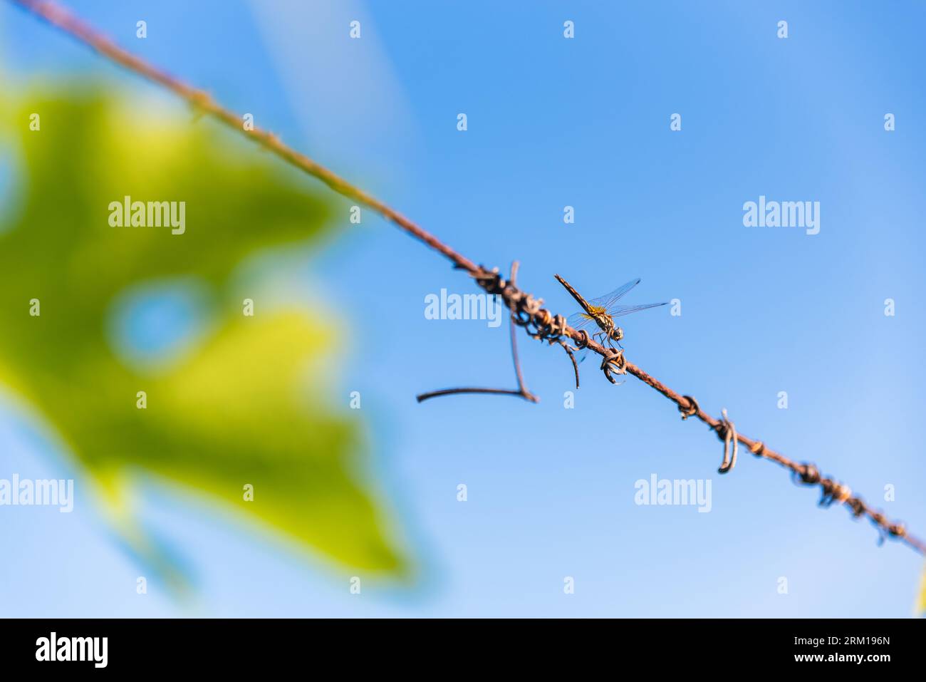Dragonfly arroccato su un filo sotto un cielo blu Foto Stock