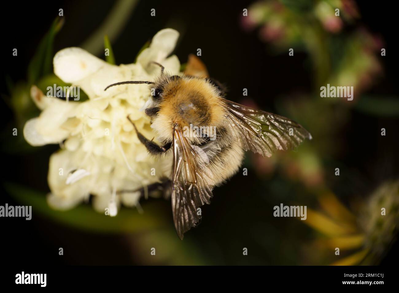 Bombus pascuorum famiglia Apidae genere Bombus Common Carder Bumble bee Foto Stock