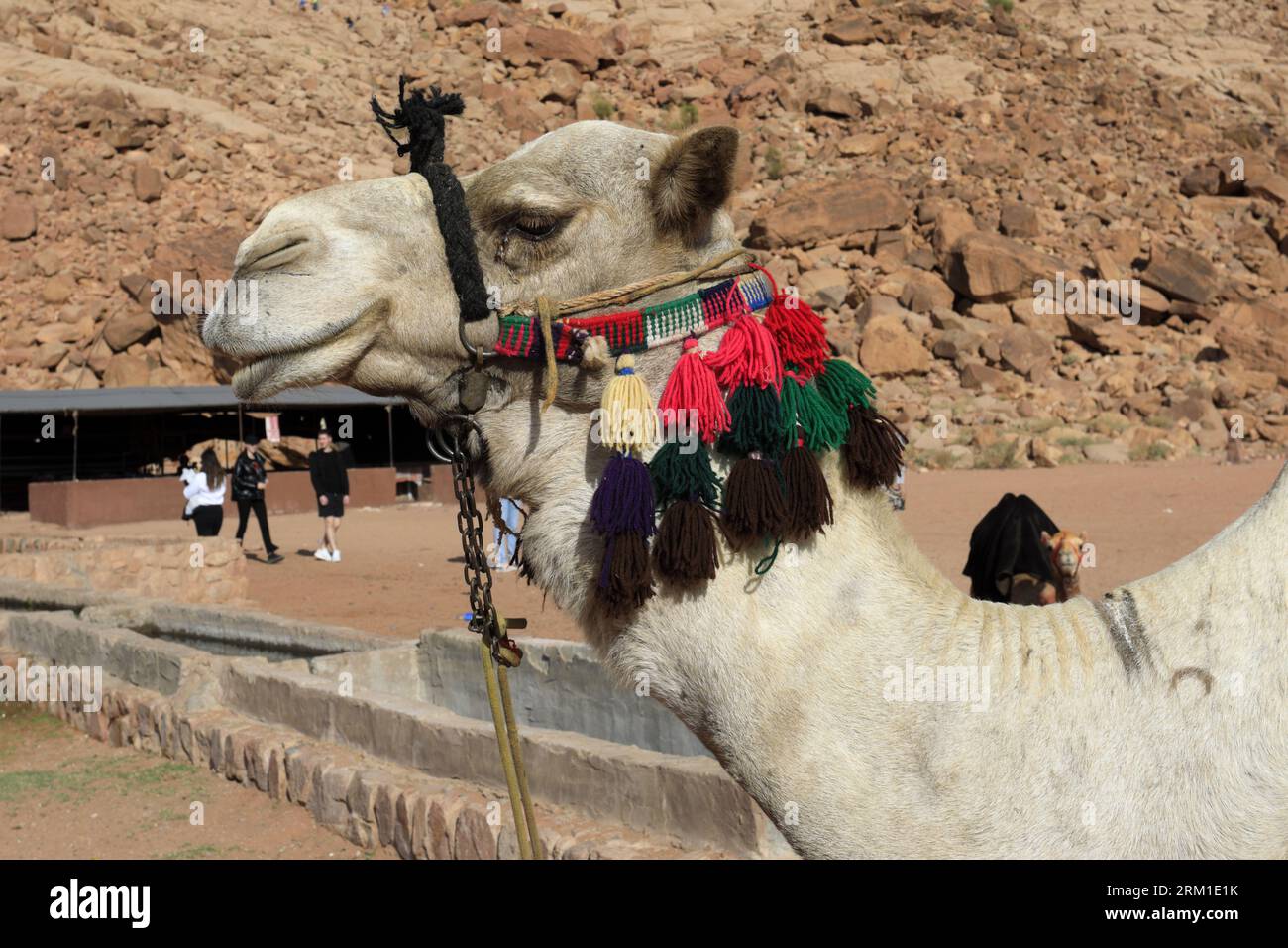 Cammelli vicino a Lawrence's Spring, Wadi Rum, Giordania, Medio Oriente Foto Stock