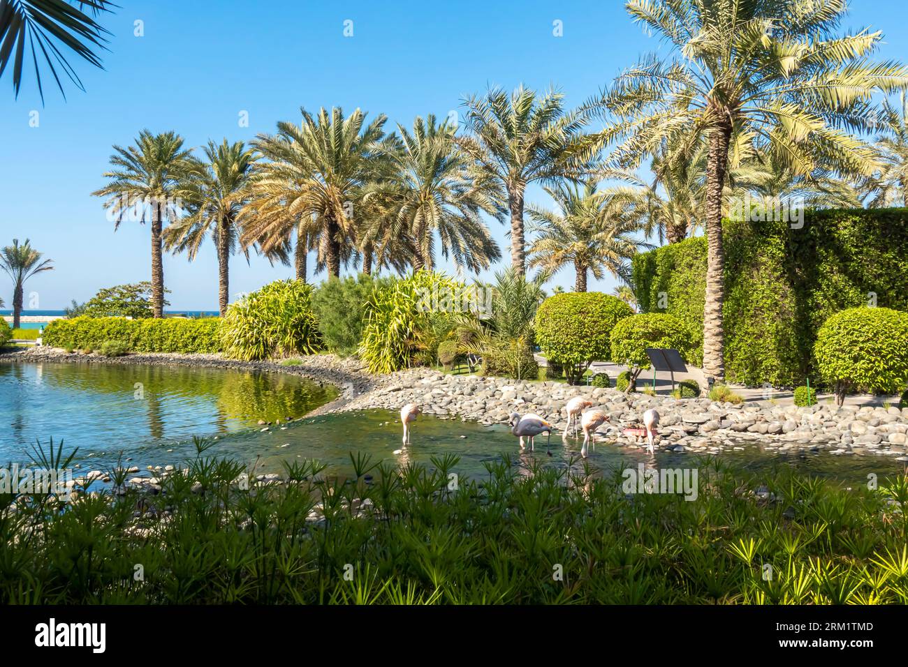 Flamingoes cileno, Phoenicopterus chilensis nel Bahrain Ritz hotel resort, Medio Oriente Foto Stock