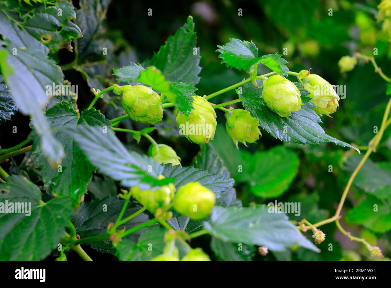 Humulus lupulus - luppolo comune. Ripresa nell'agosto 2023 Foto Stock