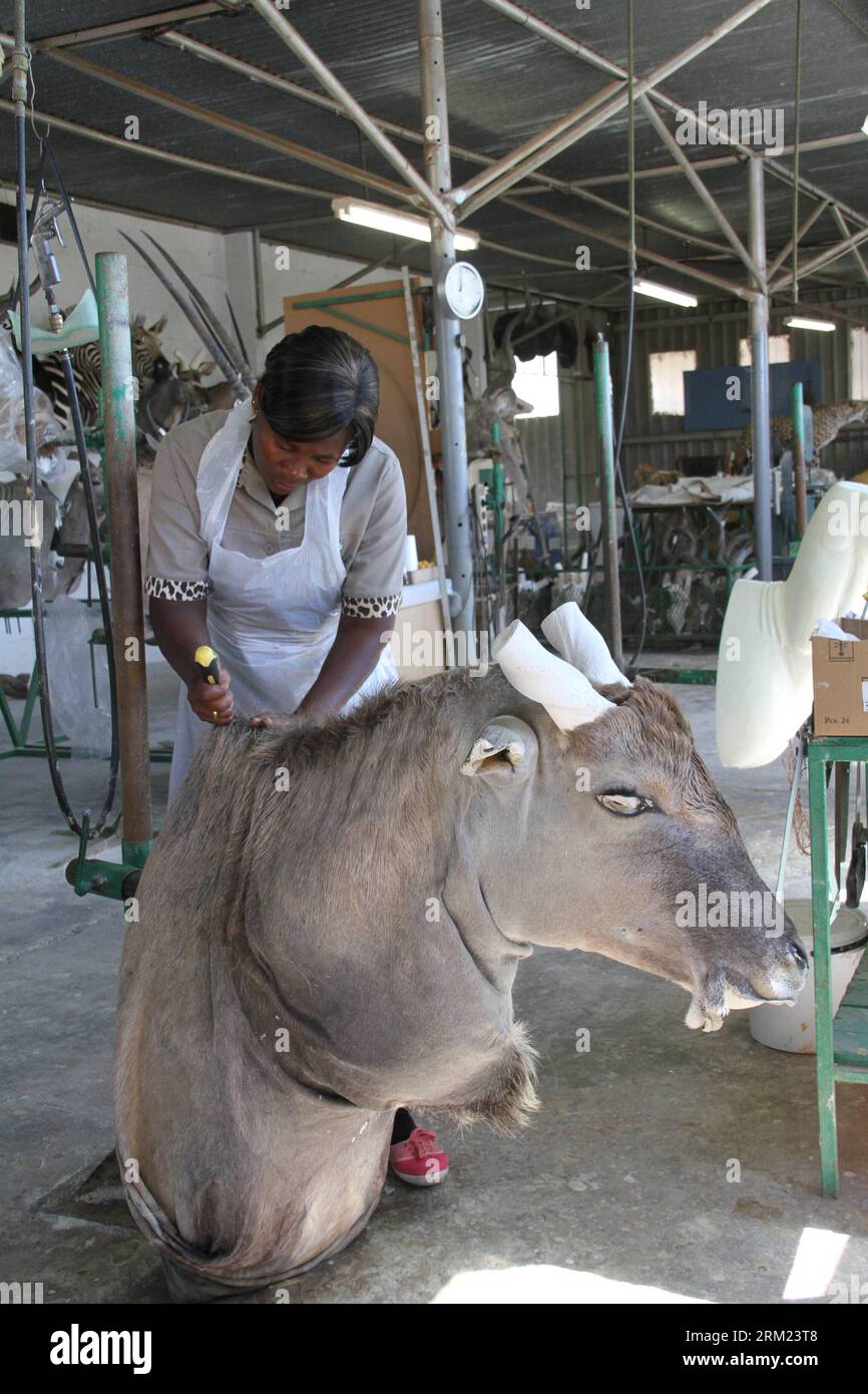 Bildnummer: 59680566 Datum: 22.05.2013 Copyright: imago/Xinhua (130523) - WINDHOEK, 2013 (Xinhua) - Un lavoratore copre la pelle di un grande animale sulla parte del corpo realizzato con materiale simile alla schiuma nella fabbrica di tassidermia TROPH?ENDIENSTE, nel sobborgo di Windhoek, capitale della Namibia il 22 maggio 2013. Con una grande varietà di fauna selvatica e servizi di caccia sviluppati, la Namibia attrae cacciatori da tutto il mondo che preferiscono trasformare le loro cave in trofei. Con 22 anni di esperienza nel settore, la fabbrica di tassidermia TROPH?ENDIENSTE nel sobborgo di Windhoek soddisfa tutte le esigenze di Foto Stock