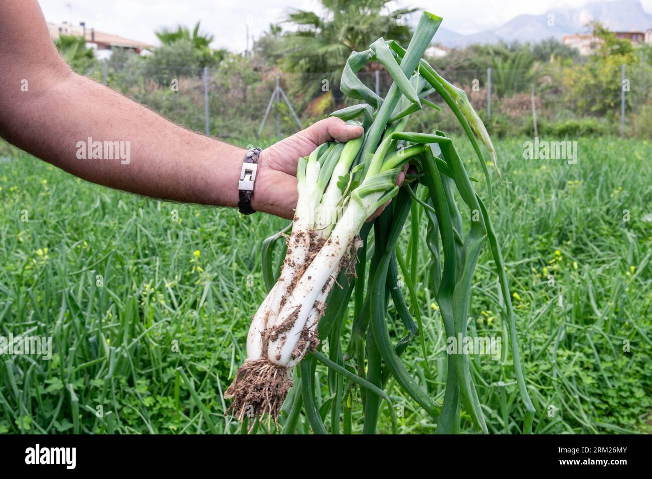 Il raccolto Foto Stock