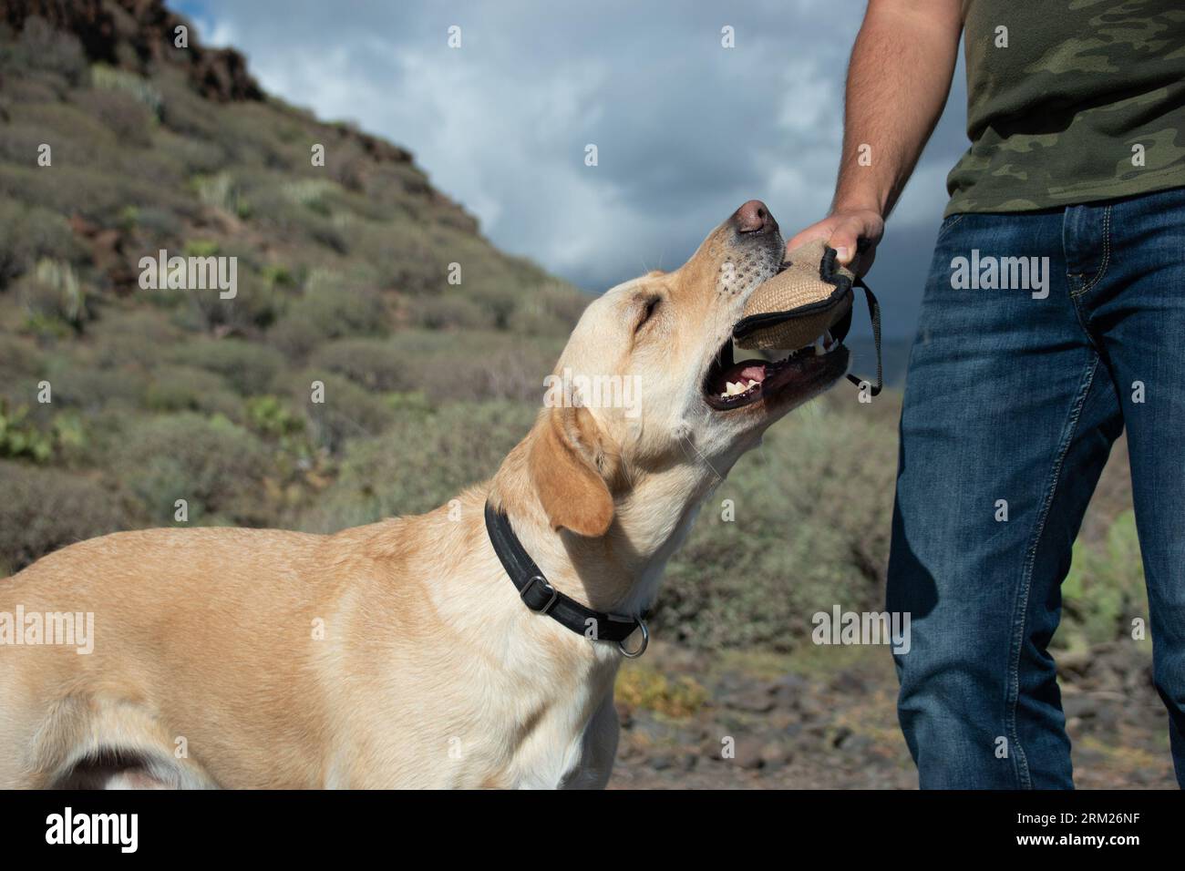 Primo piano di un cane labrador che morde il giocattolo da masticare nella mano dell'istruttore Foto Stock