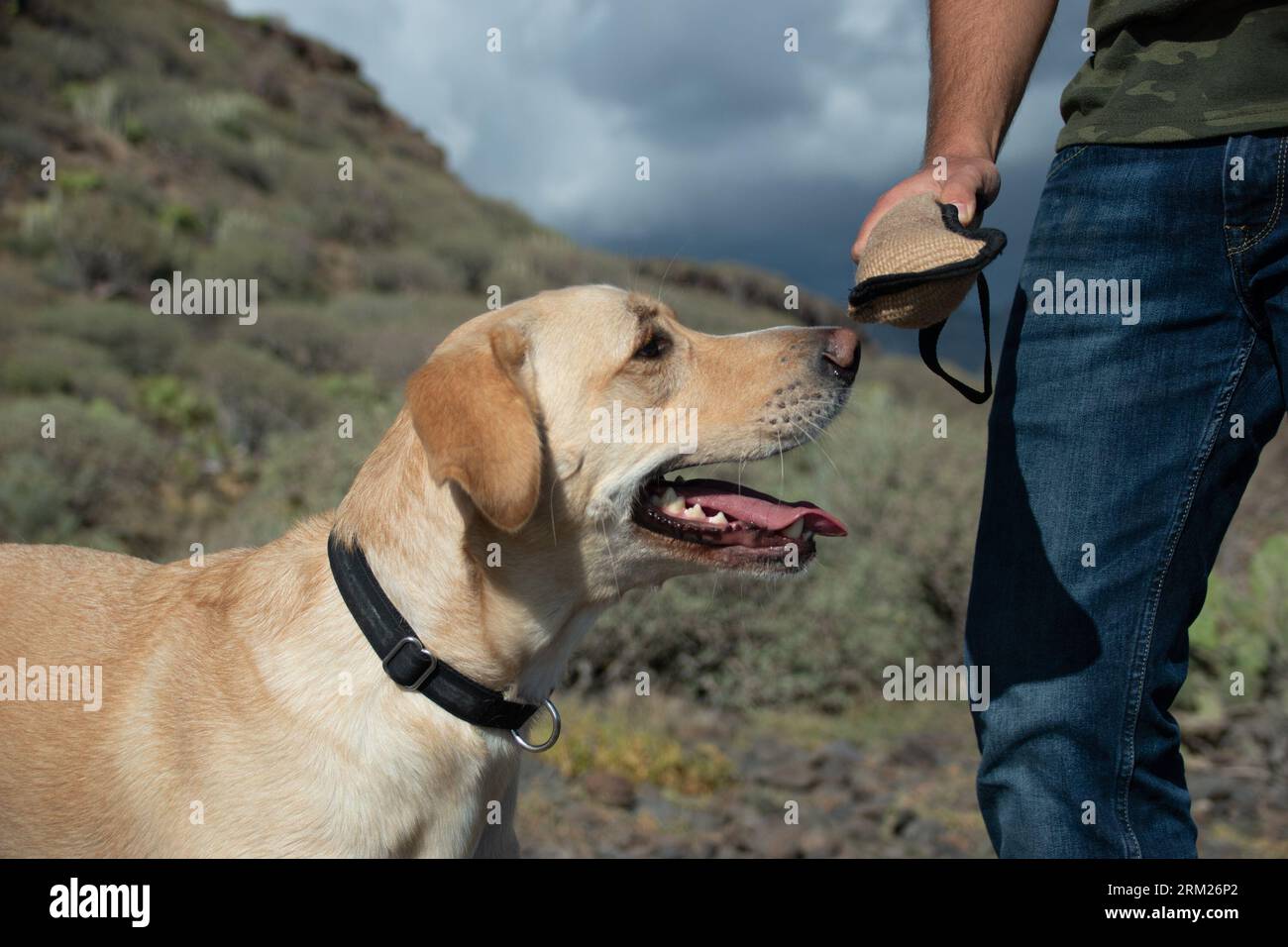 Primo piano di un cane che guarda il giocattolo nella mano dell'istruttore. Obbedisce agli ordini dell'addestratore Foto Stock