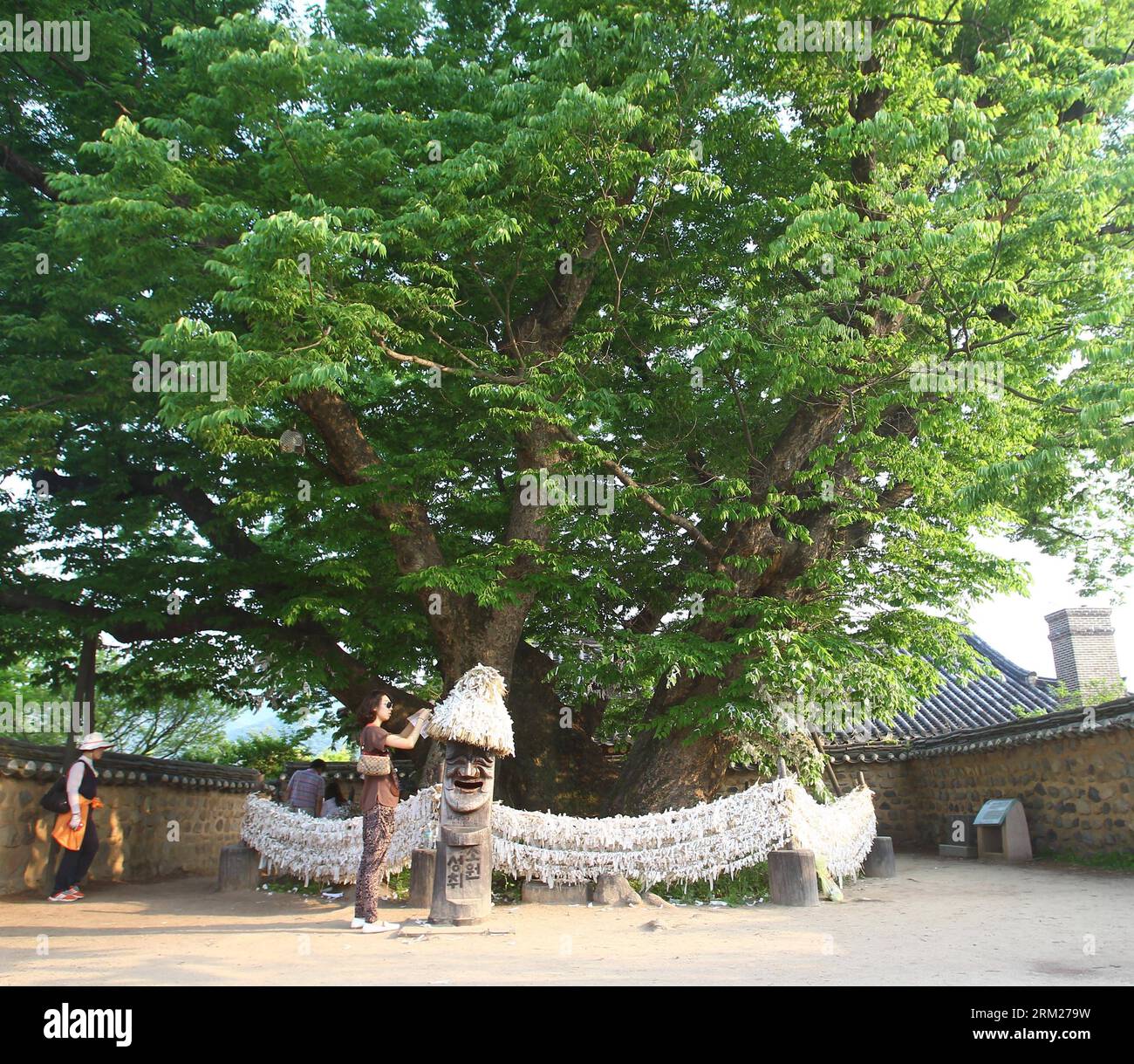 (130529) -- ANDONG, 29 maggio 2013 (Xinhua) -- Un turista esprime un desiderio sotto un albero di oltre 600 anni nel villaggio di Hahoe, Andong, Corea del Sud, il 25 maggio 2013. Hahoe Village è un villaggio tradizionale della dinastia Joseon. Il villaggio è una parte preziosa della cultura coreana perché conserva l'architettura in stile Joseon e le tradizioni popolari. Il villaggio di Hahoe, insieme al villaggio di Yangdong a Gyeongju, è stato aggiunto alla lista dei patrimoni dell'umanità dell'UNESCO il 31 luglio 2010. (Xinhua/Yao Qilin) COREA DEL SUD-ANDONG-WORLD HERITAGE PUBLICATIONxNOTxINxCHN Foto Stock