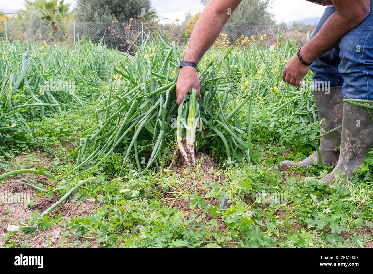 foglie di piante Foto Stock