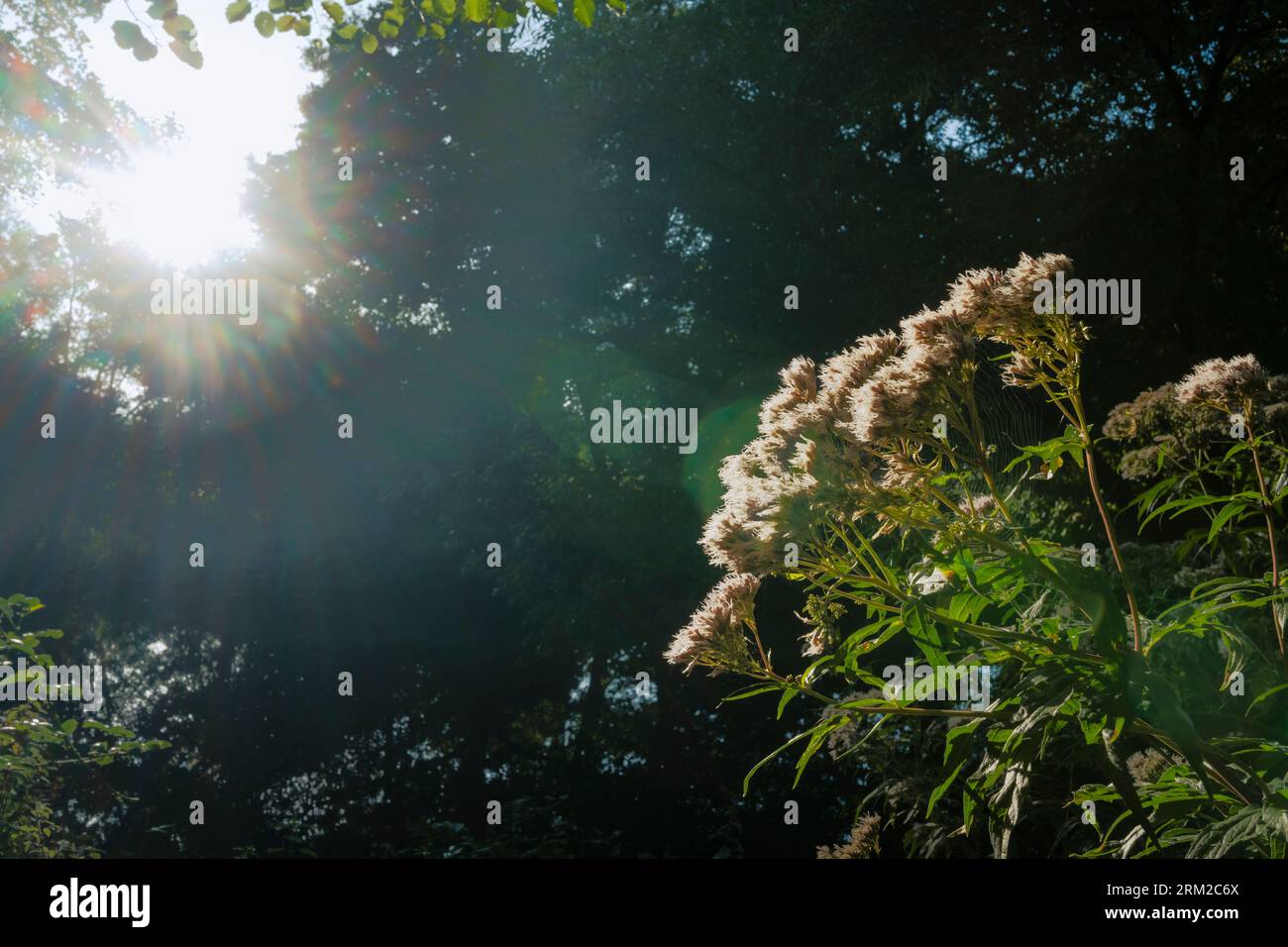 Il sole splende attraverso gli alberi riflettendo sulle piante di un giardino nel Norfolk in Inghilterra Foto Stock