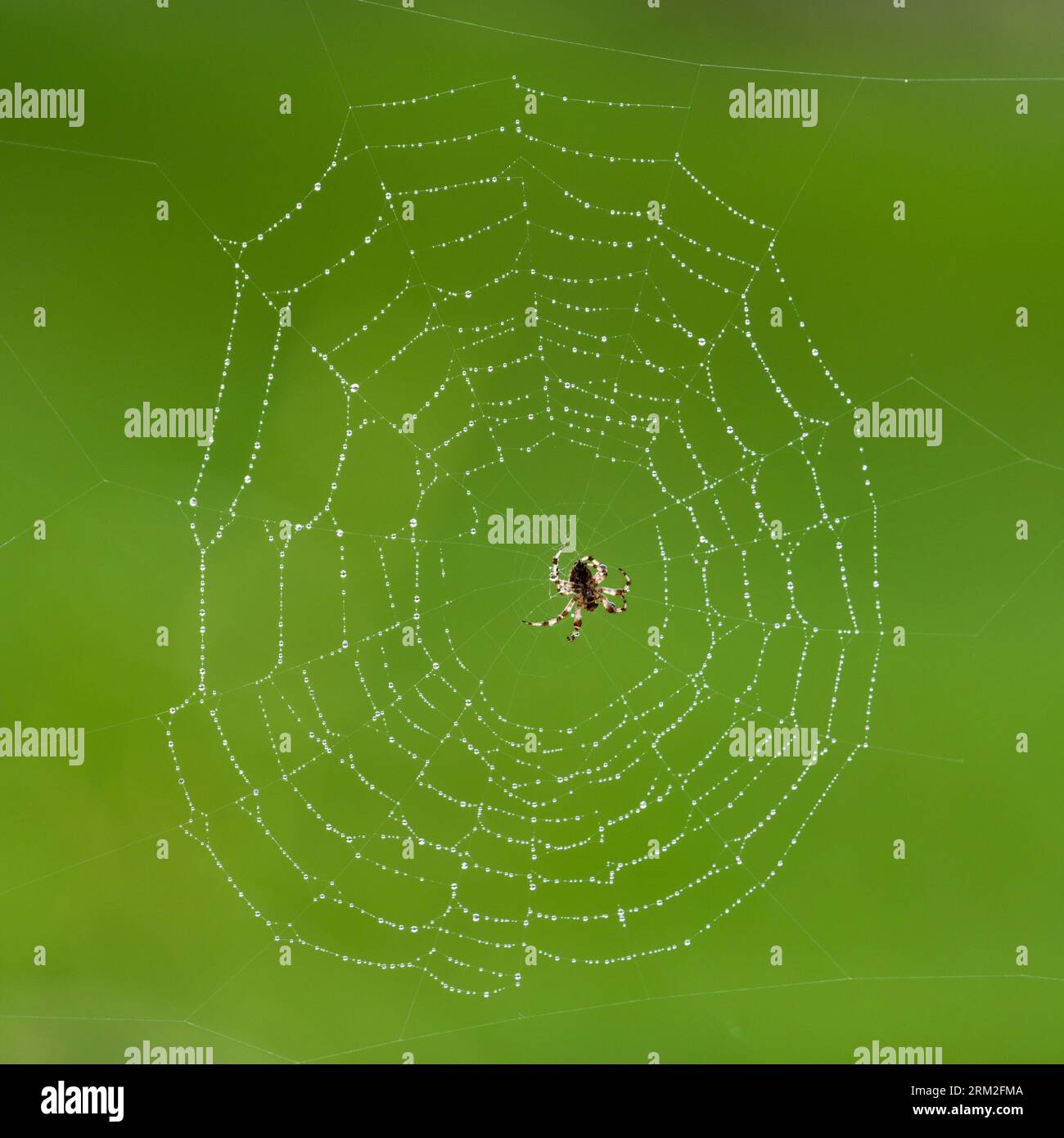 tessitore orbo di ragno da giardino, famiglia Araneidae, probabilmente Araneus diadematus. Isolato su ragnatela con gocce d'acqua su sfondo verde sfocato. Foto Stock