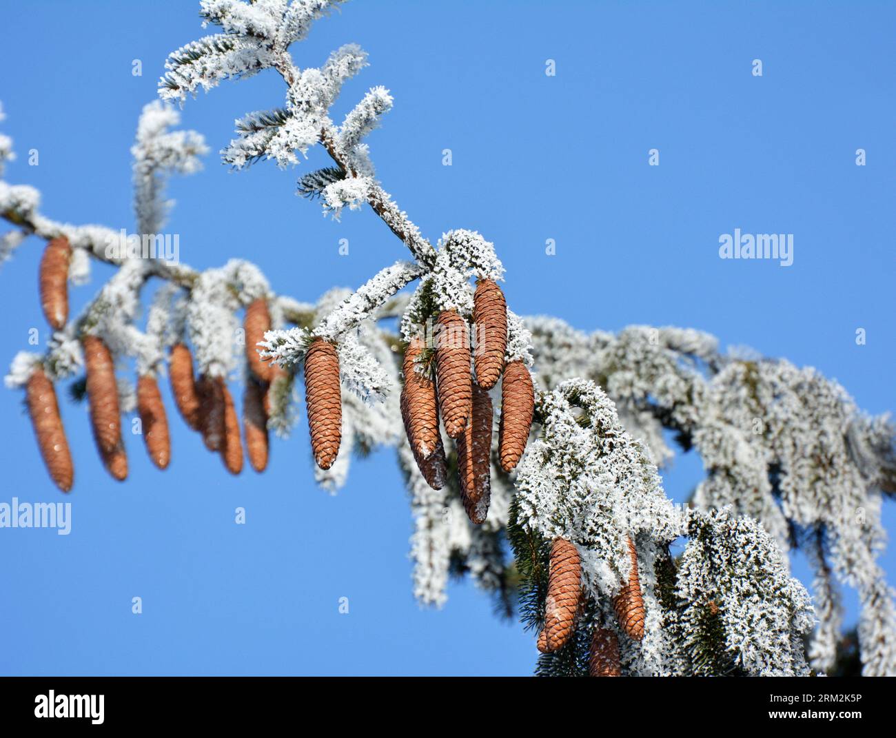 I coni crescono sul ramo verde dell'abete rosso. Foto Stock