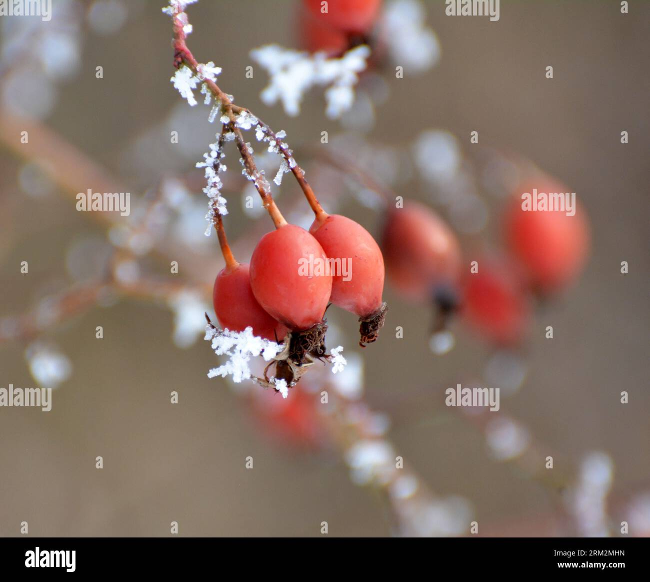 In inverno, le bacche rosse pendono sul ramo di un cespuglio di rosa cane Foto Stock