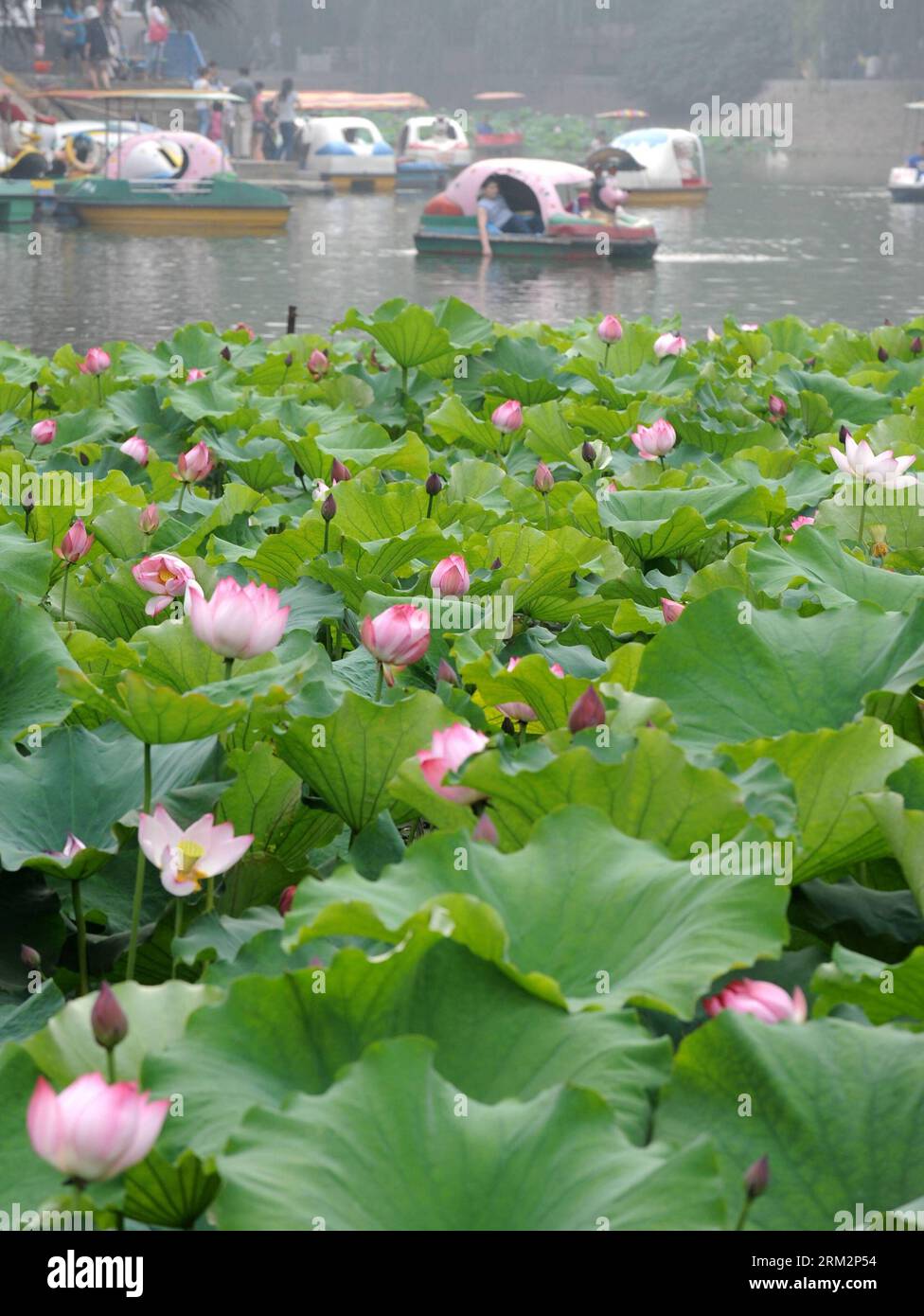 Bildnummer: 59892473 Datum: 23.06.2013 Copyright: imago/Xinhua (130623) -- ZHENGZHOU, 23 giugno 2013 (Xinhua) -- Lotuses are seen in a Pond at Zijinshan Park a Zhengzhou, capitale della provincia di Henan della Cina centrale, 23 giugno 2013. (Xinhua/li Bo) (xzj) CHINA-HENAN-ZHENGZHOU-LOTUS (CN) PUBLICATIONxNOTxINxCHN Gesellschaft Lotus Lotusblume Lotusblumen x0x xsk 2013 Hoch 59892473 Data 23 06 2013 Copyright Imago XINHUA Zhengzhou 23 giugno 2013 XINHUA Lotus are Lakes in a Pond AT Zijinshan Park a Zhengzhou capitale della Cina centrale provincia di S Henan 23 giugno 2013 XINHUA ha lasciato Bo alsStudentin xzj Chin Foto Stock