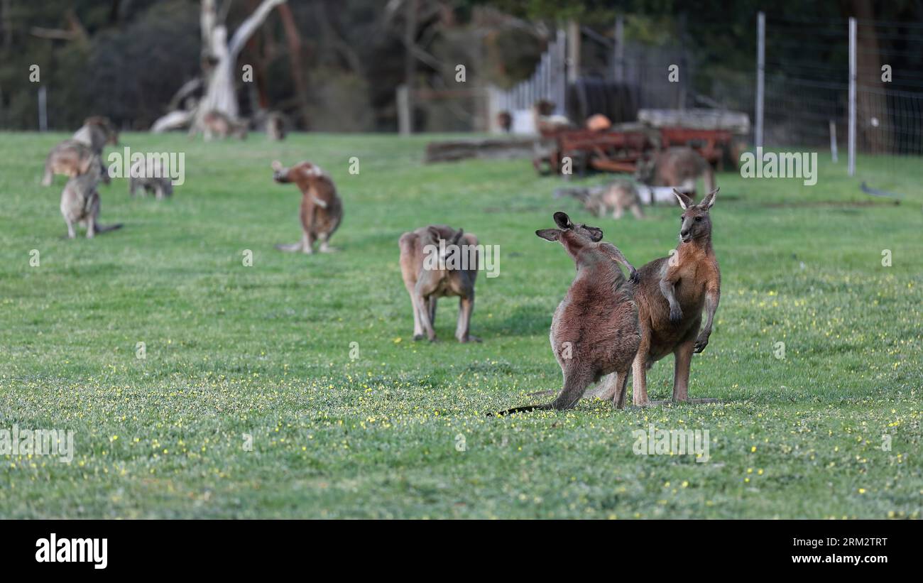 870 mandrie di canguri grigi orientali al pascolo, prati vicino alla Halls Gap Community Garden-Recreation Reserve. Victoria-Australia. Foto Stock