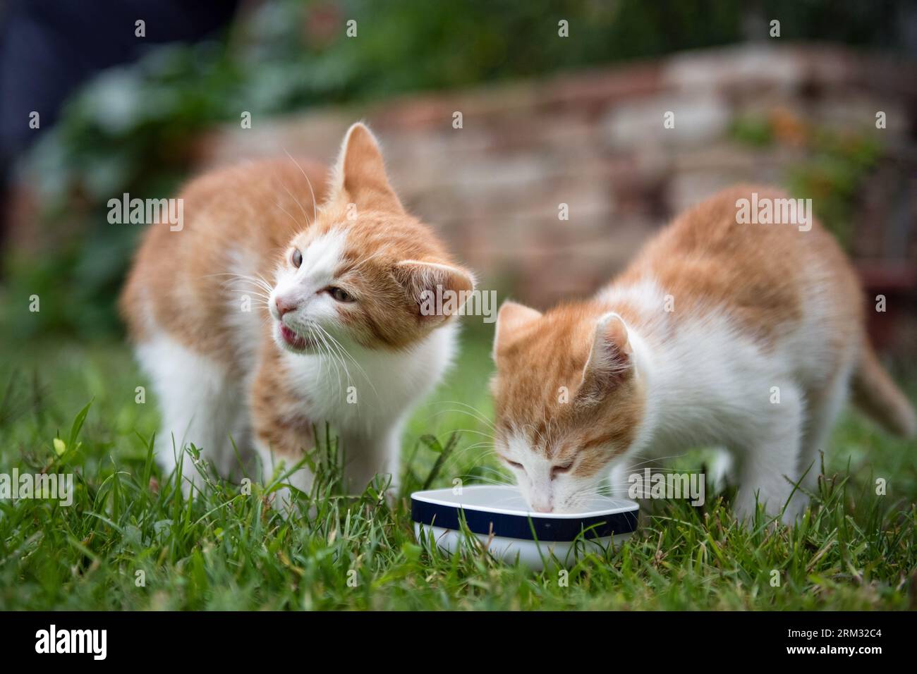 Gattini carini che si nutrono in giardino Foto Stock