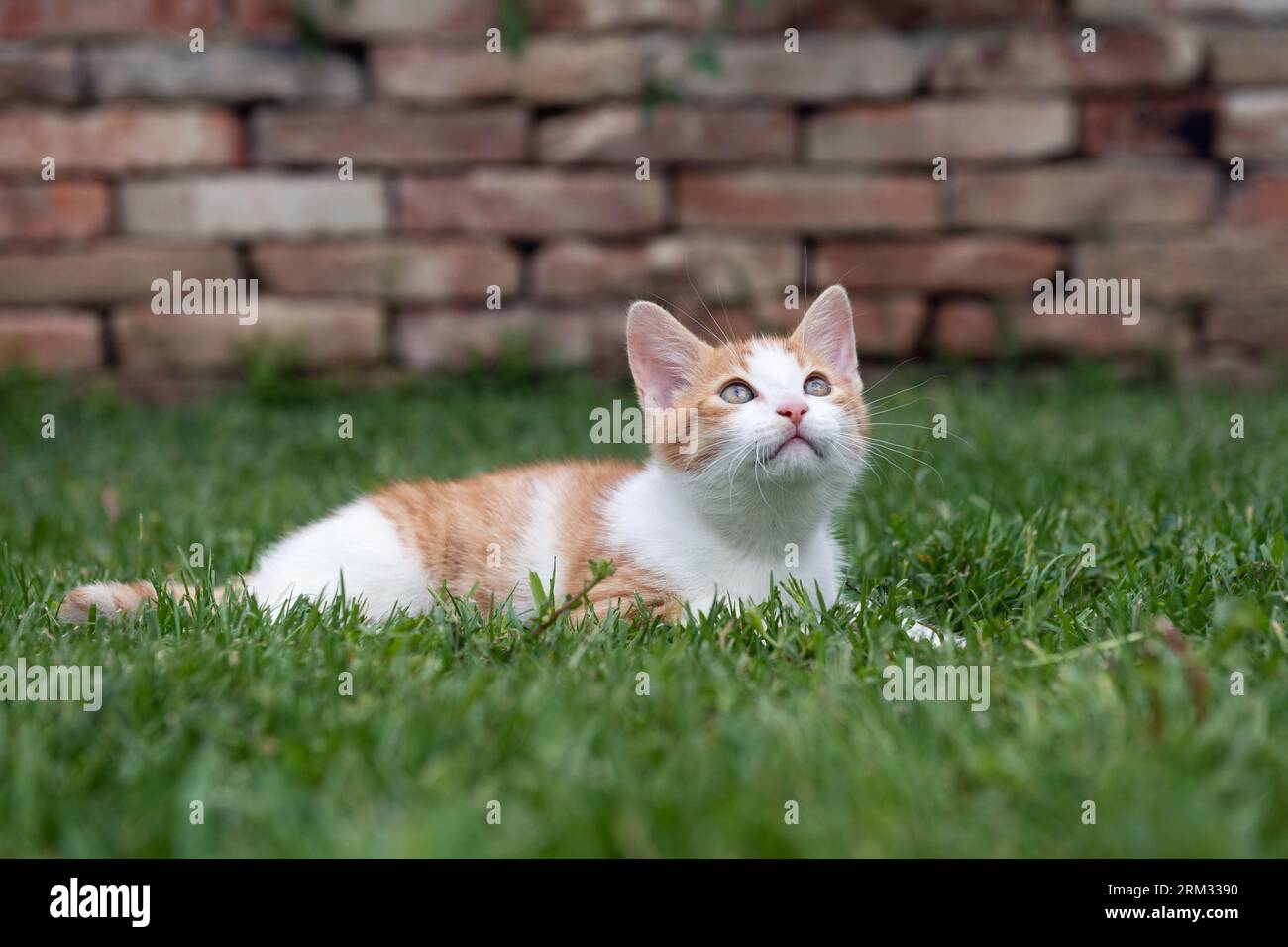 Simpatico gattino sdraiato su erba verde nel giardino Foto Stock