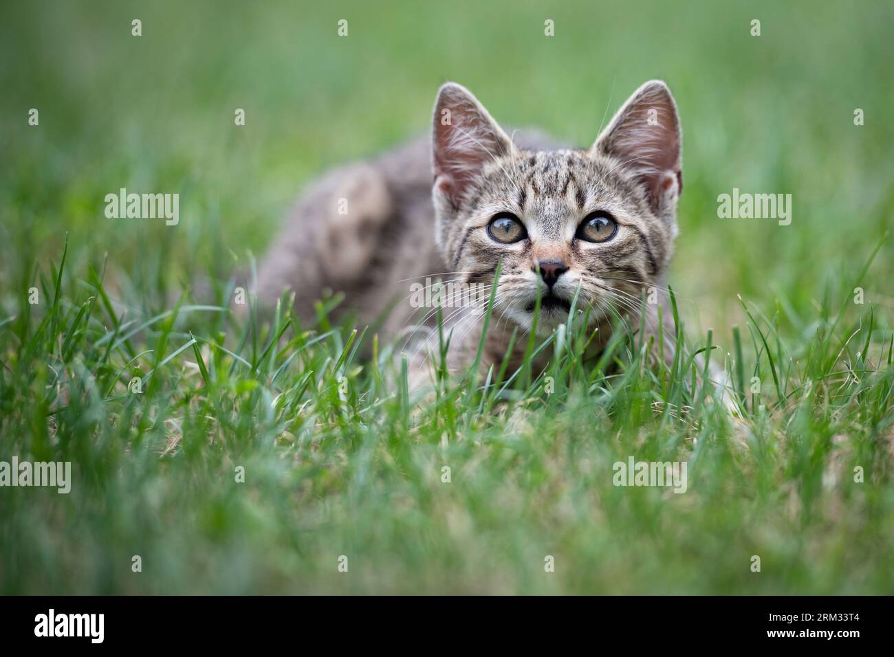 Carino gattino grigio sdraiato su erba verde nel giardino Foto Stock