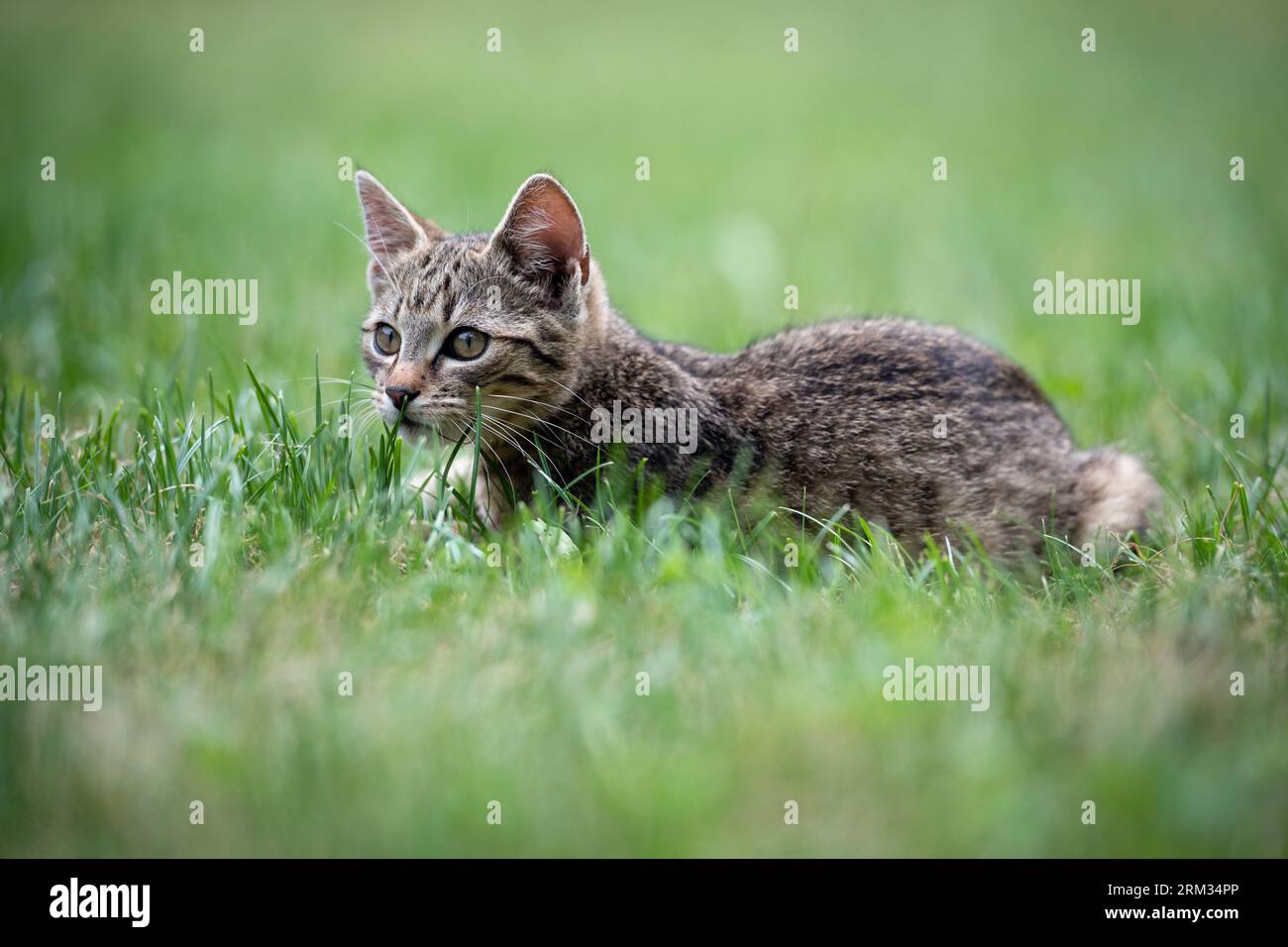 Carino gattino grigio sdraiato su erba verde nel giardino Foto Stock
