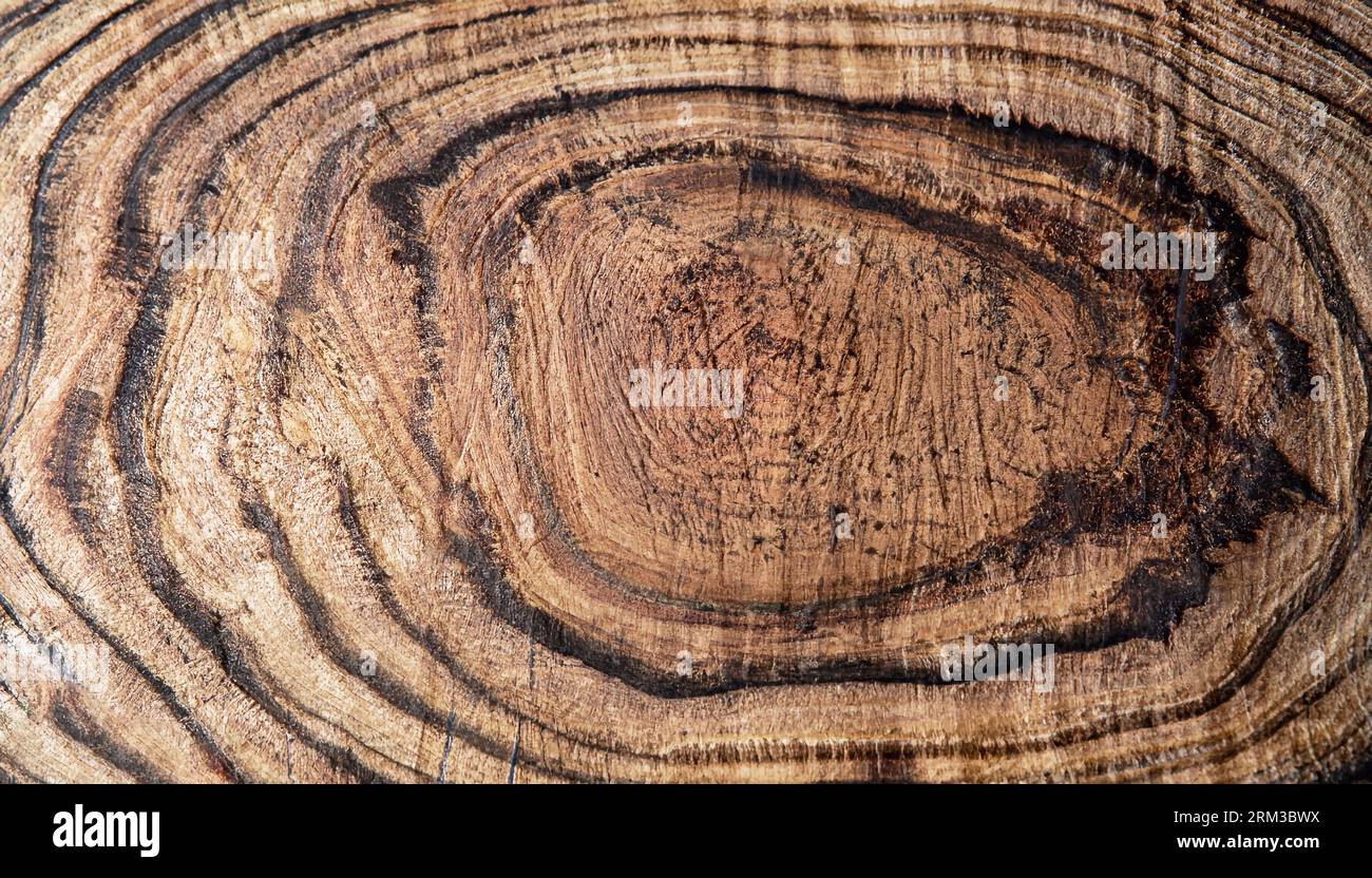 Grana di legno texture. Legno Ebony, può essere utilizzato come sfondo, fondo circolare, isolato su sfondo bianco Foto Stock