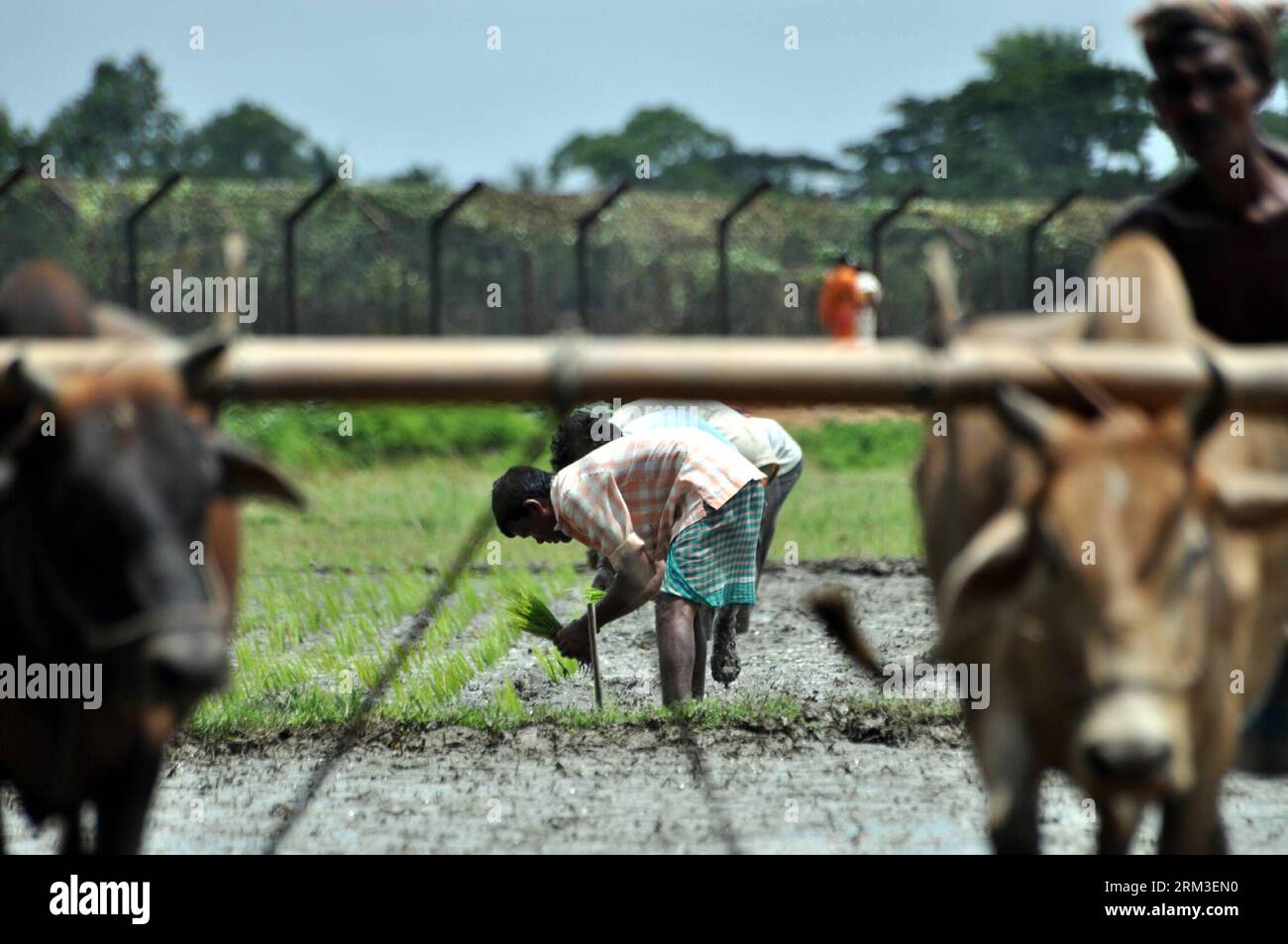 Bildnummer: 60167354 Datum: 20.07.2013 Copyright: imago/Xinhua (130720) -- AGARTALA, 20 luglio 2013 (Xinhua) -- i contadini lavorano in una risaia alla periferia di Agartala, capitale dello stato nordorientale dell'India Tripura, il 19 luglio 2013. (Xinhua/Stringer) (syq) INDIA-AGARTALA-RISAIE PUBLICATIONxNOTxINxCHN Gesellschaft Landwirtschaft Subsistenzwirtschaft x0x xrj 2013 quer 60167354 Data 20 07 2013 Copyright Imago XINHUA luglio 20 2013 XINHUA Peasants Work AT a Paddy Field NELLA periferia della capitale dell'India, nella Tripura dello Stato nordorientale IL 19 luglio 2013 XINHUA Stringer India Paddy Field P. Foto Stock