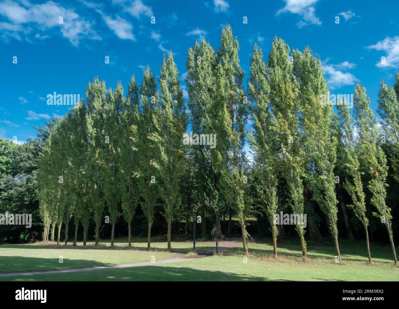 Splendidi alberi freschi di fronte al labirinto nel Crystal Palace a Londra, Inghilterra Foto Stock