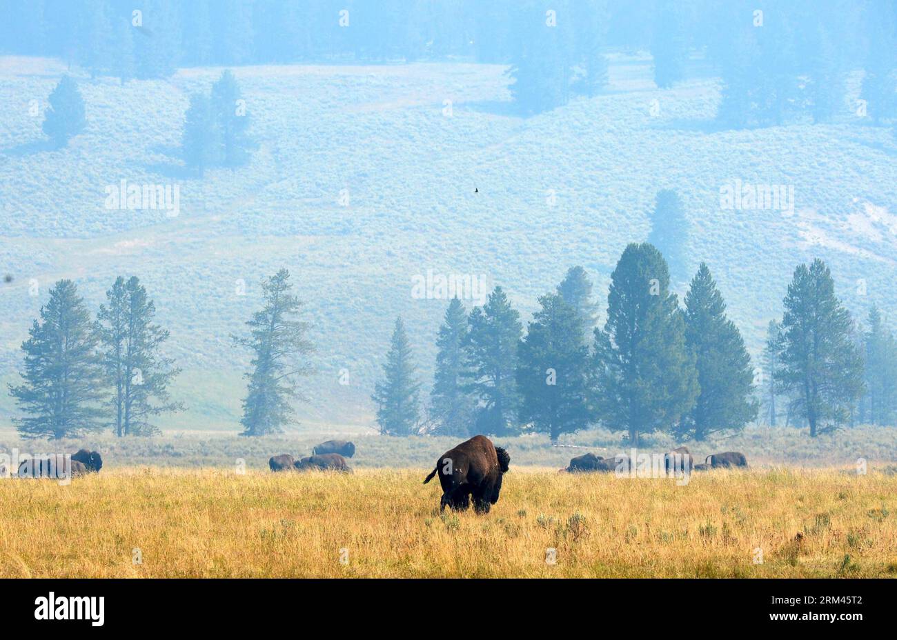 Grandi mandrie di bufali pascolano vicino al lago Yellowstone nel parco nazionale di Yellowstone, Stati Uniti, il 17 agosto 2013. Fondato nel 1872, Yellowstone è stato il primo parco nazionale al mondo ed è noto per la sua fauna selvatica e le sue numerose caratteristiche geotermiche. (Xinhua/Wang lei) PARCO NAZIONALE US-YELLOWSTONE-SCENARIO PUBLICATIONxNOTxINxCHN Foto Stock