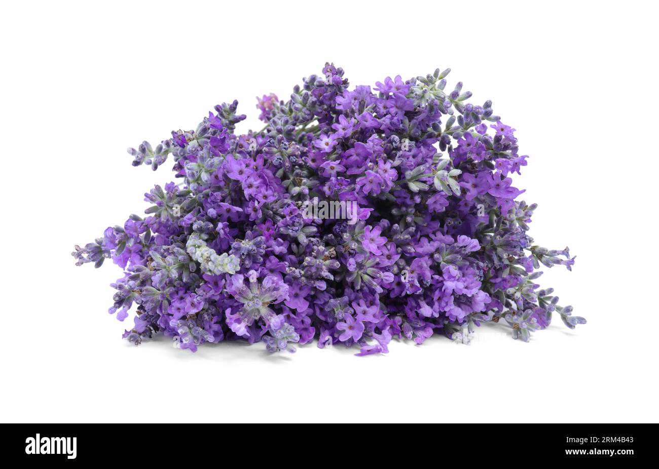 Bouquet di bellissimi fiori di lavanda isolati su bianco Foto Stock