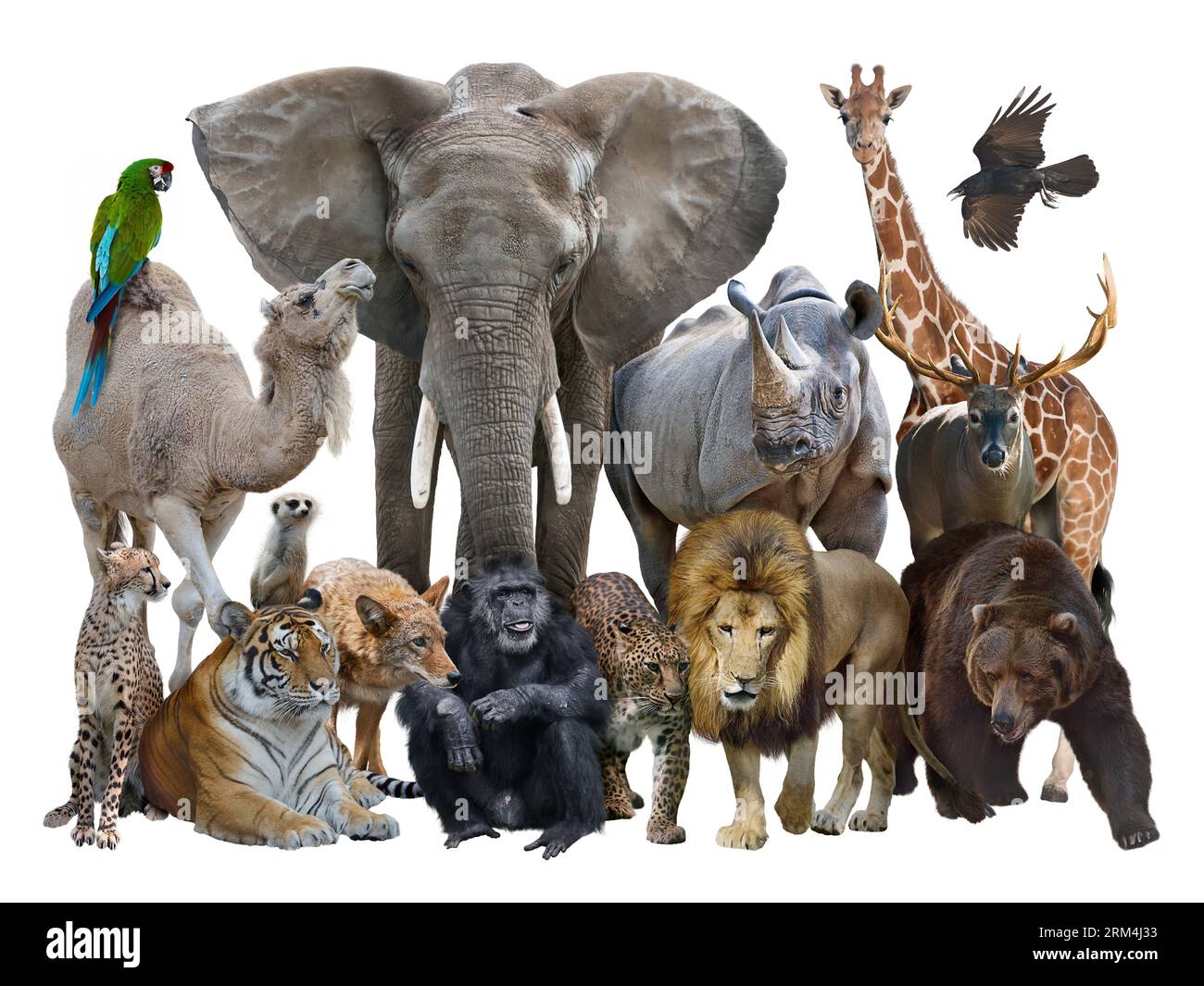 Gruppo di animali selvatici isolati su sfondo bianco. Foto Stock