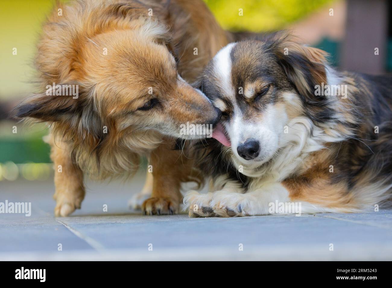 Due graziose pooches. Due cani leccano il naso Foto Stock