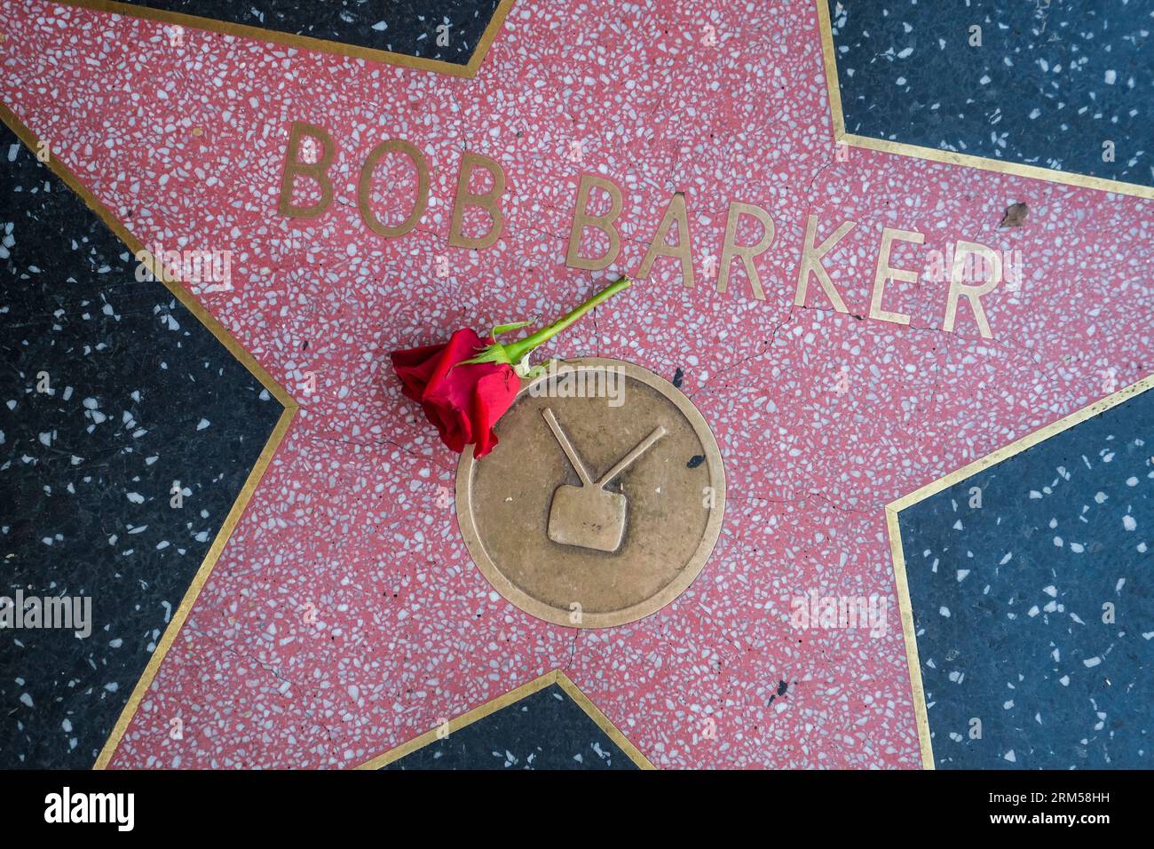 Los Angeles, Stati Uniti. 26 agosto 2023. Una rosa è collocata alla stella di Bob Barker sulla Hollywood Walk of Fame. Bob Barker, il presentatore di lunga data di "Price is Right", che ha presieduto il più longevo game show diurno nella storia della televisione nordamericana dal 1972 al 2007, è morto all'età di 99 anni. (Foto di Ringo Chiu/SOPA Images/Sipa USA) credito: SIPA USA/Alamy Live News Foto Stock