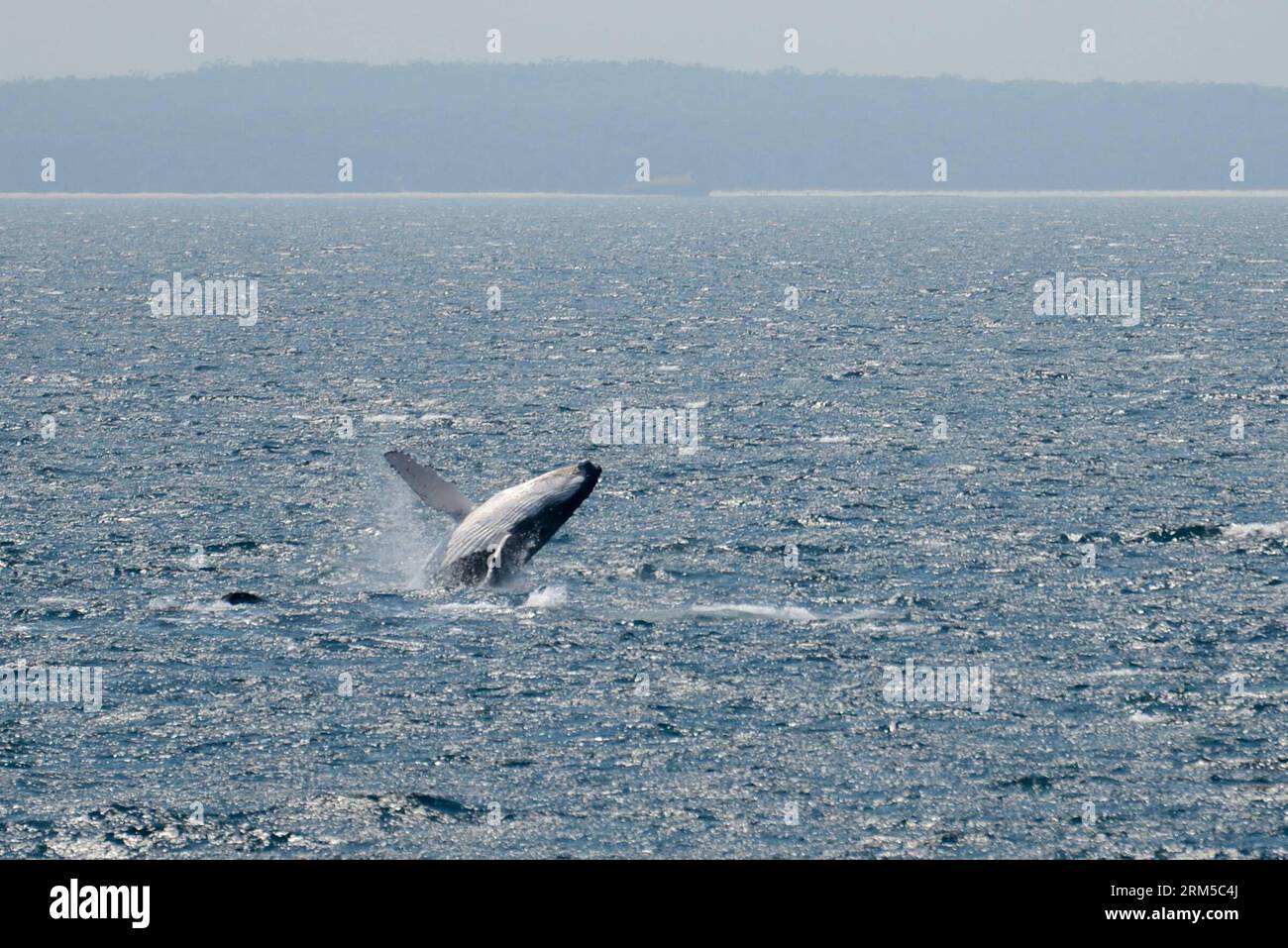 Bildnummer: 60619069 Datum: 20.10.2013 Copyright: imago/Xinhua CANBERRA, 20 ottobre 2013 - Una megattera salta fuori dall'acqua a Jervis Bay al largo della costa orientale dell'Australia, 20 ottobre 2013 Jervis Bay è conosciuta per l'avvistamento delle balene, come migrazione, sia il nord che il sud possono essere osservati quando attraversano l'ingresso della baia, entrando spesso nella baia per riposarsi. La maggior parte delle balene avvistate a Jervis Bay sono le megattere, che migrano lungo la costa orientale da giugno a novembre. (Xinhua/Qian Jun) AUSTRALIA-JERVIS BAY-AVVISTAMENTO BALENE PUBLICATIONxNOTxINxCHN xcb x0x 2013 quer 6061906 Foto Stock