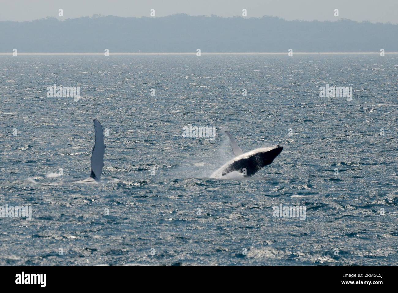 Bildnummer: 60619071 Datum: 20.10.2013 Copyright: imago/Xinhua CANBERRA, 20 ottobre 2013 - Una megattera salta fuori dall'acqua a Jervis Bay al largo della costa orientale dell'Australia, 20 ottobre 2013 Jervis Bay è conosciuta per l'avvistamento delle balene, come migrazione, sia il nord che il sud possono essere osservati quando attraversano l'ingresso della baia, entrando spesso nella baia per riposarsi. La maggior parte delle balene avvistate a Jervis Bay sono le megattere, che migrano lungo la costa orientale da giugno a novembre. (Xinhua/Qian Jun) AUSTRALIA-JERVIS BAY-AVVISTAMENTO BALENE PUBLICATIONxNOTxINxCHN xcb x0x 2013 quer 6061907 Foto Stock