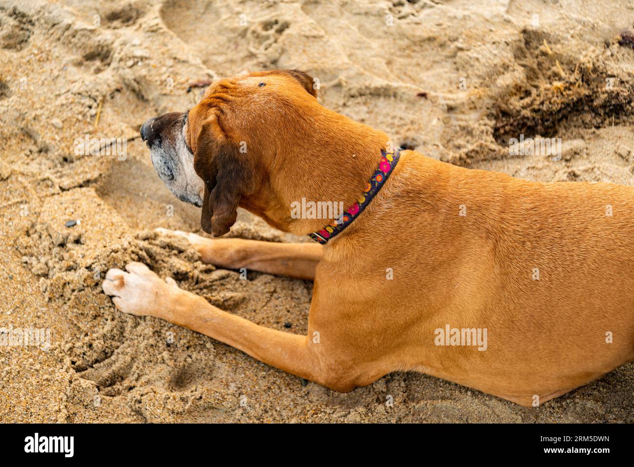 Giovane cane seduto sulla spiaggia di sabbia dell'Oceano Atlantico. Concetto per le avventure estive di cane purebreed in vacanza al mare. Maine USA Foto Stock