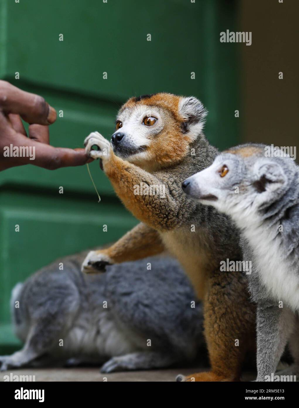 Bildnummer: 60635153 Datum: 24.10.2013 Copyright: imago/Xinhua due lemuri sono nutriti di miele in uno zoo di Antananarivo, capitale del Madagascar, 24 ottobre 2013. L'Unione internazionale per la conservazione della natura (IUCN) considera i lemuri, endemici del Madagascar, come i mammiferi più a rischio al mondo, in quanto fino al 90% di tutte le specie di lemuri probabilmente scompariranno nei prossimi 25 anni a causa della perdita dell'habitat e della caccia. (Xinhua/Zhang Chen) MADAGASCAR-ANTANANARIVO-SPECIE-LEMURI PUBLICATIONxNOTxINxCHN Zoo Tiere Lemuren Lemur xas x0x 2013 premiumd di hoch 60635153 Data 24 10 2013 Foto Stock