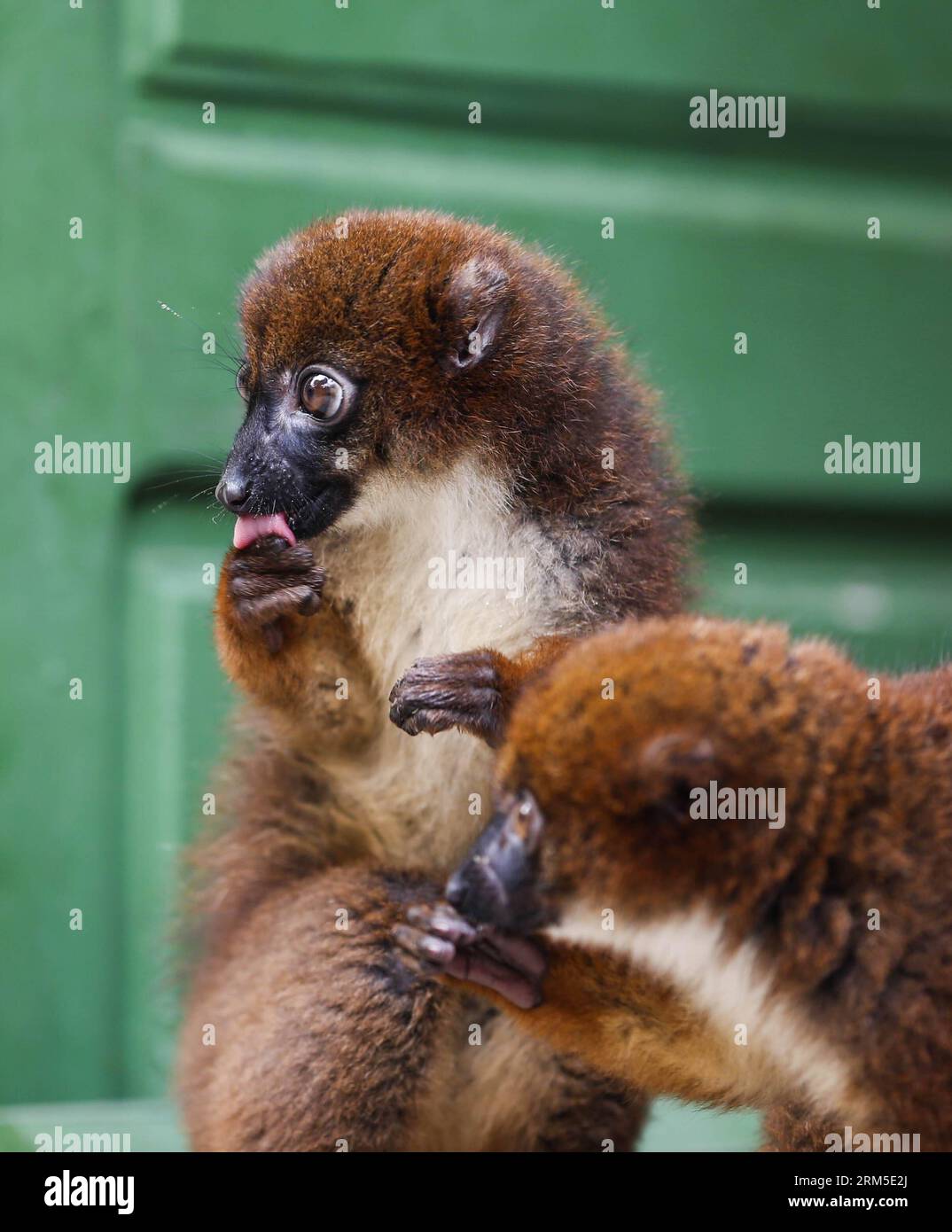 Bildnummer: 60635150 Datum: 24.10.2013 Copyright: imago/Xinhua Two lemurs eat Honey in a zoo in Antananarivo, capitale del Madagascar, 24 ottobre 2013. L'Unione internazionale per la conservazione della natura (IUCN) considera i lemuri, endemici del Madagascar, come i mammiferi più a rischio al mondo, in quanto fino al 90% di tutte le specie di lemuri probabilmente scompariranno nei prossimi 25 anni a causa della perdita dell'habitat e della caccia. (Xinhua/Zhang Chen) MADAGASCAR-ANTANANARIVO-SPECIE-LEMURI PUBLICATIONxNOTxINxCHN Zoo Tiere Lemuren Lemur xas x0x 2013 premiumd di hoch 60635150 Data 24 10 2013 Copyrigh Foto Stock