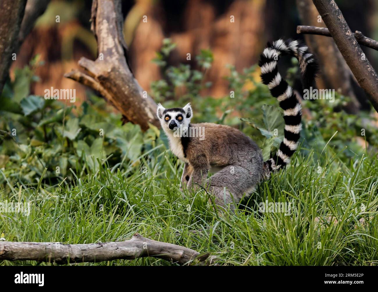 Bildnummer: 60635149 Datum: 24.10.2013 Copyright: imago/Xinhua A lemur looks around in a zoo in Antananarivo, capitale del Madagascar, 24 ottobre 2013. L'Unione internazionale per la conservazione della natura (IUCN) considera i lemuri, endemici del Madagascar, come i mammiferi più a rischio al mondo, in quanto fino al 90% di tutte le specie di lemuri probabilmente scompariranno nei prossimi 25 anni a causa della perdita dell'habitat e della caccia. (Xinhua/Zhang Chen) MADAGASCAR-ANTANANARIVO-SPECIE-LEMURI PUBLICATIONxNOTxINxCHN Zoo Tiere Lemuren Lemur xas x0x 2013 quer premiumd 60635149 Data 24 10 2013 Copyrigh Foto Stock