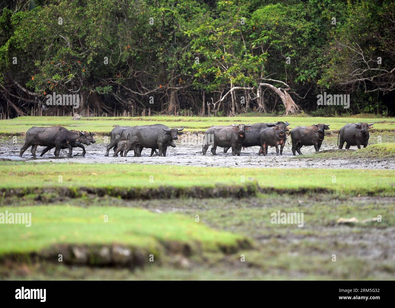 Bildnummer: 60651191 Datum: 29.10.2013 Copyright: imago/Xinhua (131029) -- GIACARTA, 29 ottobre 2013 (Xinhua) -- foto scattata il 26 ottobre 2013 mostra i bufali di Sumatra nella Tambling Wildlife Nature Conservation (TWNC), Bukit Barisan Selatan National Park, Sumatra, Indonesia. I 2,5 milioni di ettari del patrimonio della foresta pluviale tropicale di Sumatra comprendono tre parchi nazionali: Il Gunung Leuser National Park, il Kerinci Seblat National Park e il Bukit Barisan Selatan National Park. L'area protetta ospita circa 10.000 specie vegetali, tra cui 17 generi endemici, oltre 200 speci di mammiferi Foto Stock