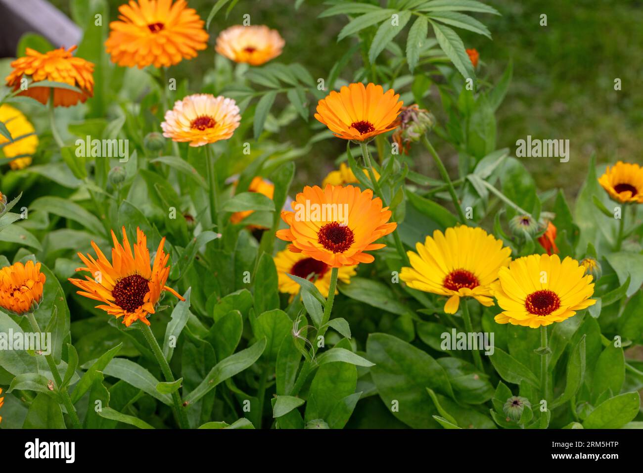 Calendula, Ringblomma (Calendula officinalis) Foto Stock