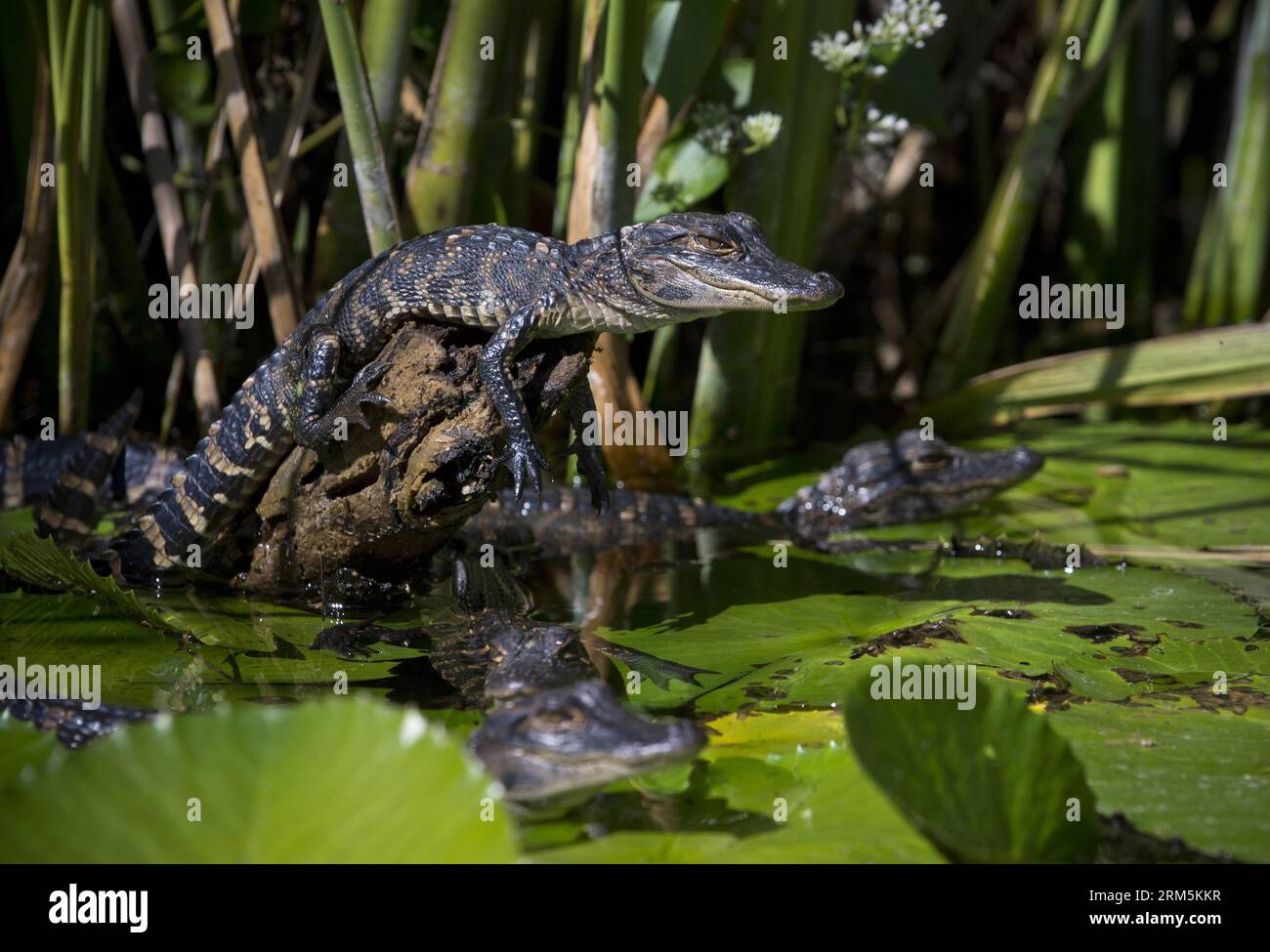 Bildnummer: 60681054 Datum: 28.10.2013 Copyright: imago/Xinhua FLORIDA (Xinhua) -- giovani alligatori americani sono visti tra le mongrovie del Parco Nazionale delle Everglades in Florida, Stati Uniti, 28 ottobre 2013. Il Parco Nazionale delle Everglades è la più grande riserva naturale sub-tropicale del continente nordamericano. Alla punta meridionale della Florida, il parco è stato chiamato un fiume di erba che scorre impercettibilmente dall'entroterra al mare . L'eccezionale varietà dei suoi habitat acquatici l'ha resa un santuario per un gran numero di specie minacciate. (Xinhua/Zhang Jun) FIORAIO americano Foto Stock