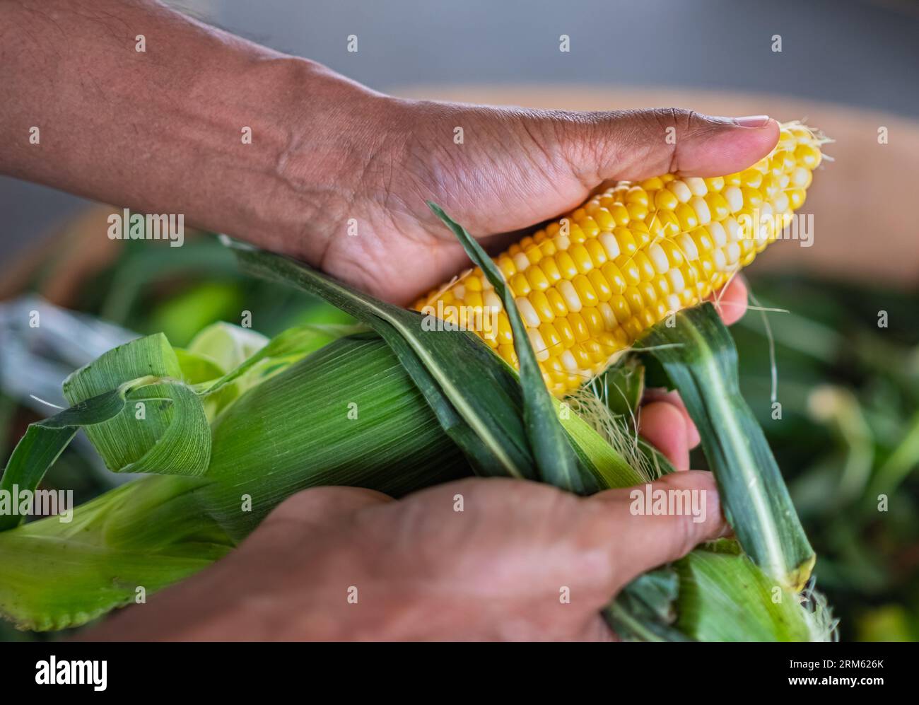 L'agricoltore tiene in mano il mais appena raccolto. Uomo che pulisce un'oretta di mais giallo al mercato agricolo locale. Granturco Foto Stock