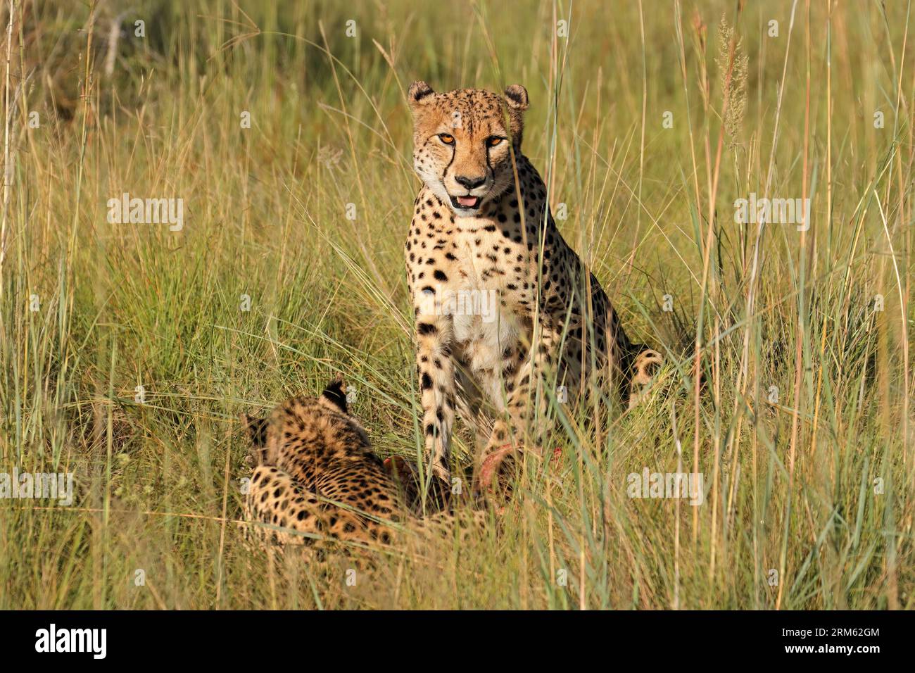 Ghepardi allerta (Acinonyx jubatus) in habitat naturale, Sudafrica Foto Stock