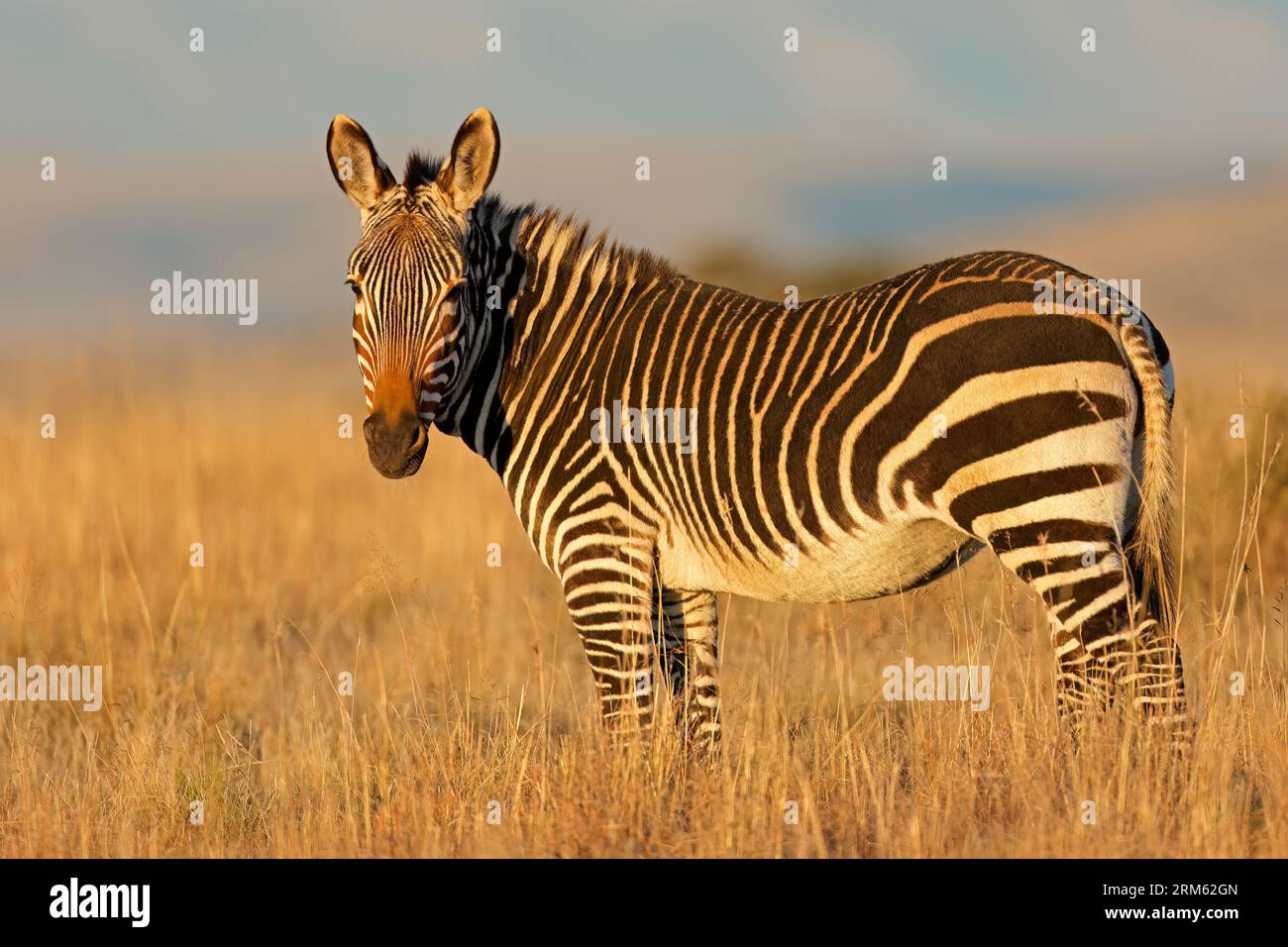 Cape mountain zebra (Equus zebra) in habitat naturale, Mountain Zebra National Park, Sud Africa Foto Stock