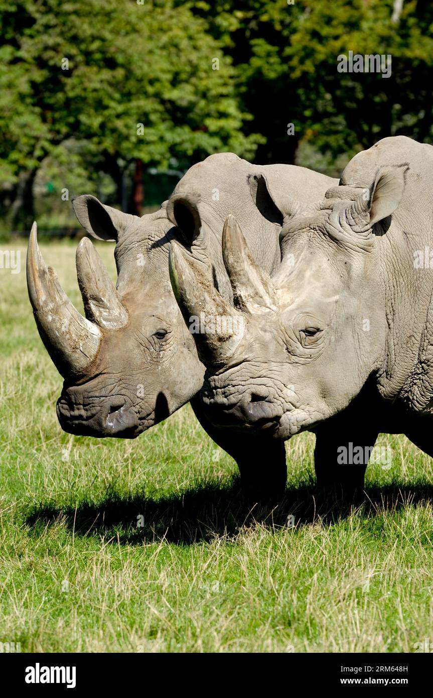 Due rinoceronti sono in piedi e guardano l'erba verde Foto Stock