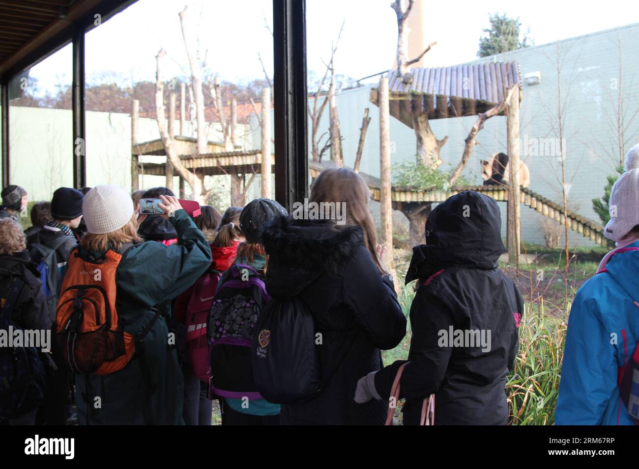 Bildnummer: 60836311 Datum: 16.12.2013 Copyright: imago/Xinhua (131216) -- EDIMBURGO, 16 dicembre 2013 (Xinhua) -- i visitatori guardano il panda gigante Yang Guang nello zoo di Edimburgo, Gran Bretagna, 16 dicembre 2013. Due panda giganti Tian Tian e Yang Guang allo zoo di Edimburgo riceveranno presto il loro milionesimo visitatore, hanno detto le autorità dello zoo lunedì, due anni dopo aver incontrato il pubblico per la prima volta. (Xinhua/Guo Chunju) BRITAIN-EDINBURGH-GIANT PANDAS PUBLICATIONxNOTxINxCHN Tiere Panda Riesenpanda xns x0x 2013 quer Foto Stock