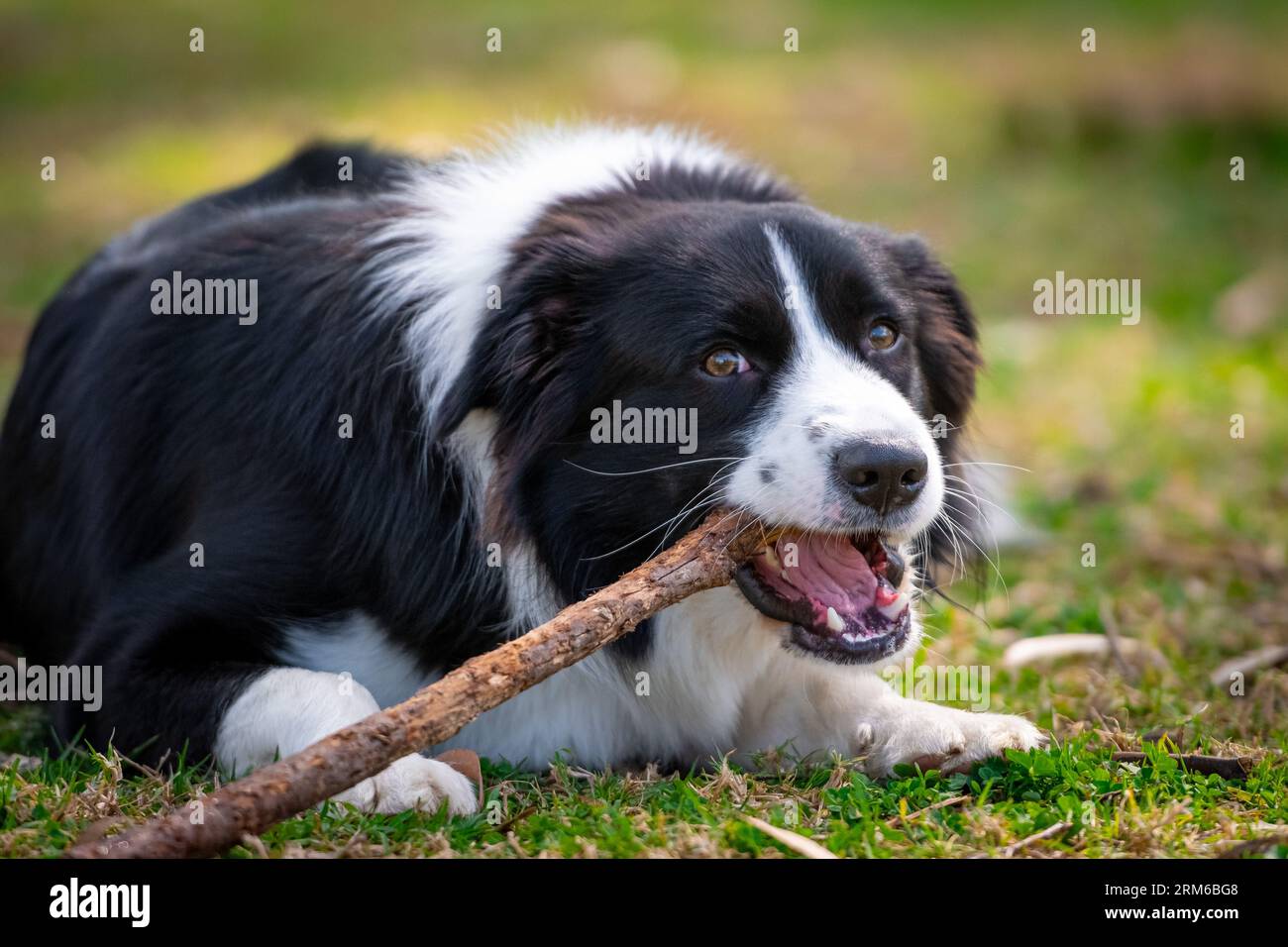 Border Collie cucciolo sdraiato sull'erba del parco e masticando un bastone Foto Stock